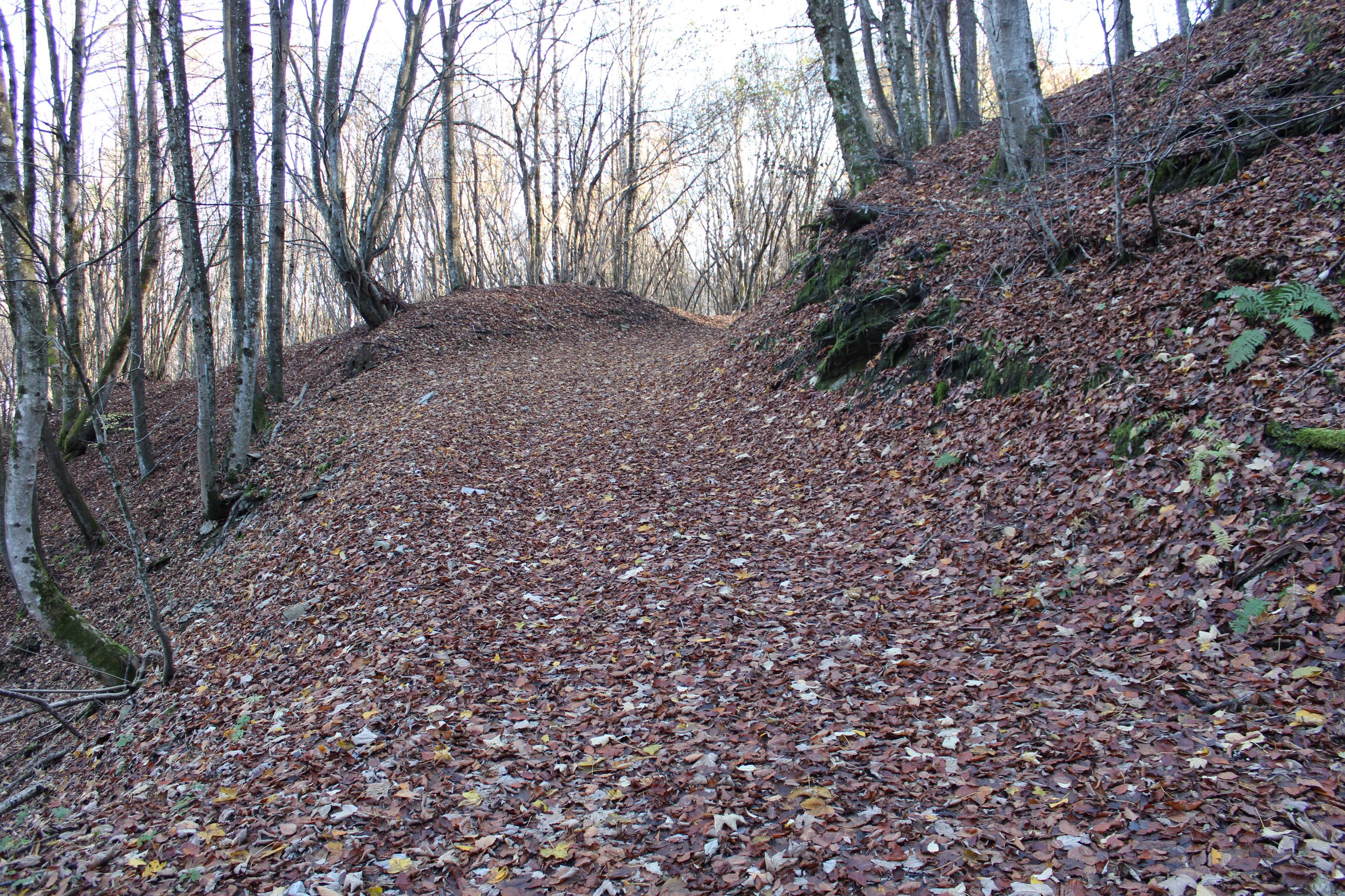Autumn road in the forest