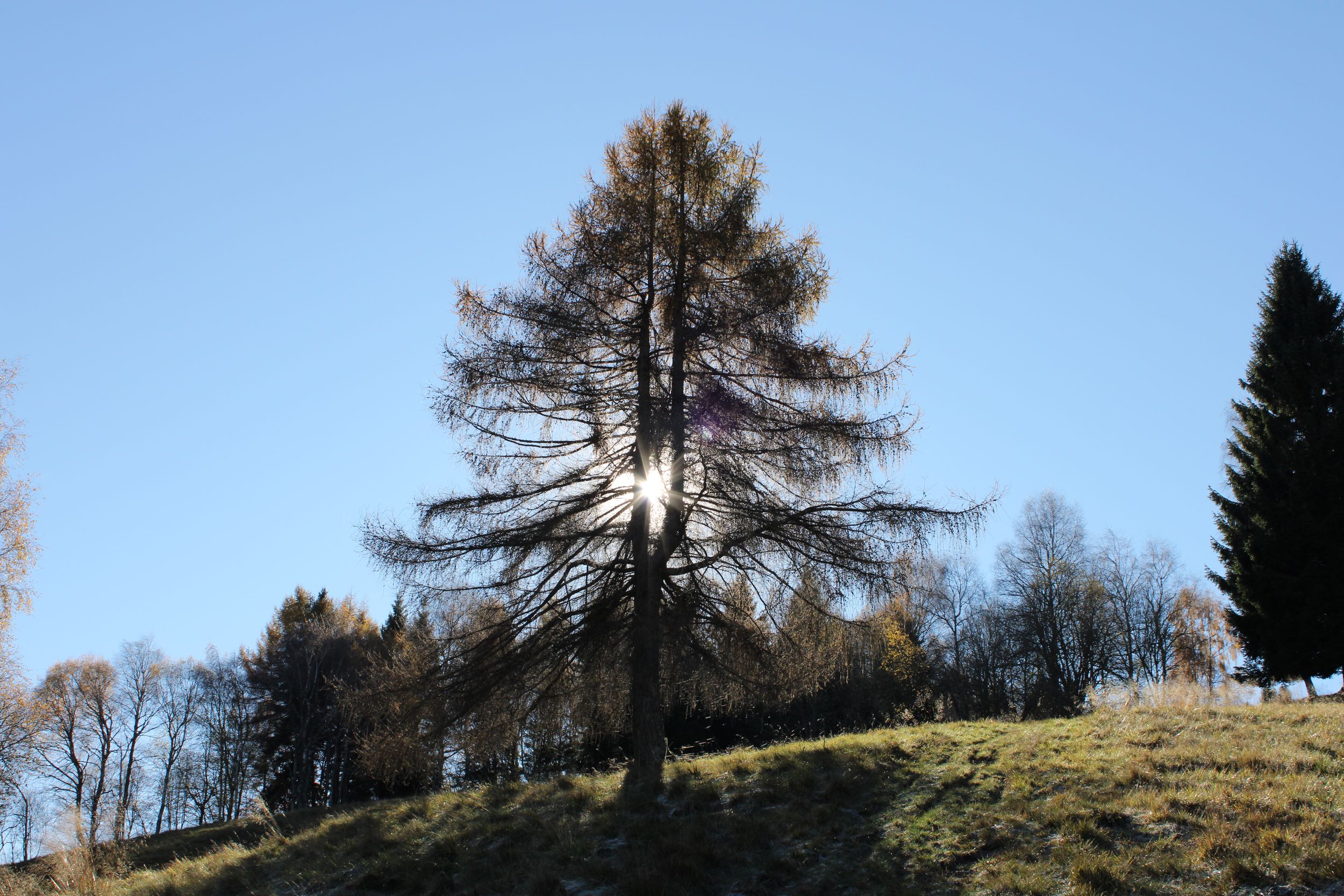 Sun tree