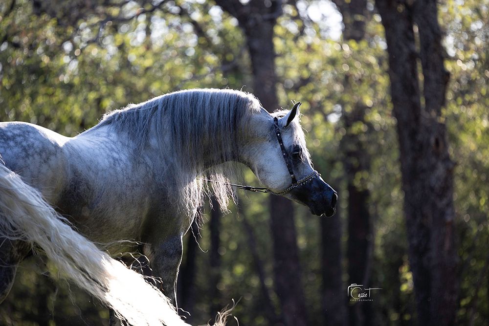 White horse with flowing mane gallops gracefully through sunlit forest with trees creating dappled lighting effects.
