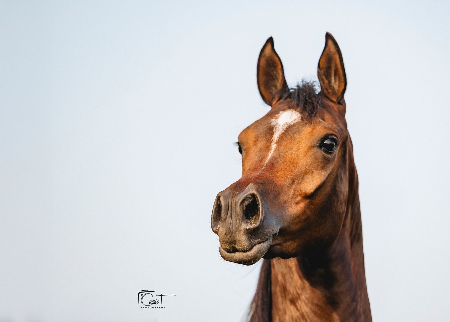 Close-up portraits of a majestic bay horse with expressive eyes and elegant features shown from different angles.