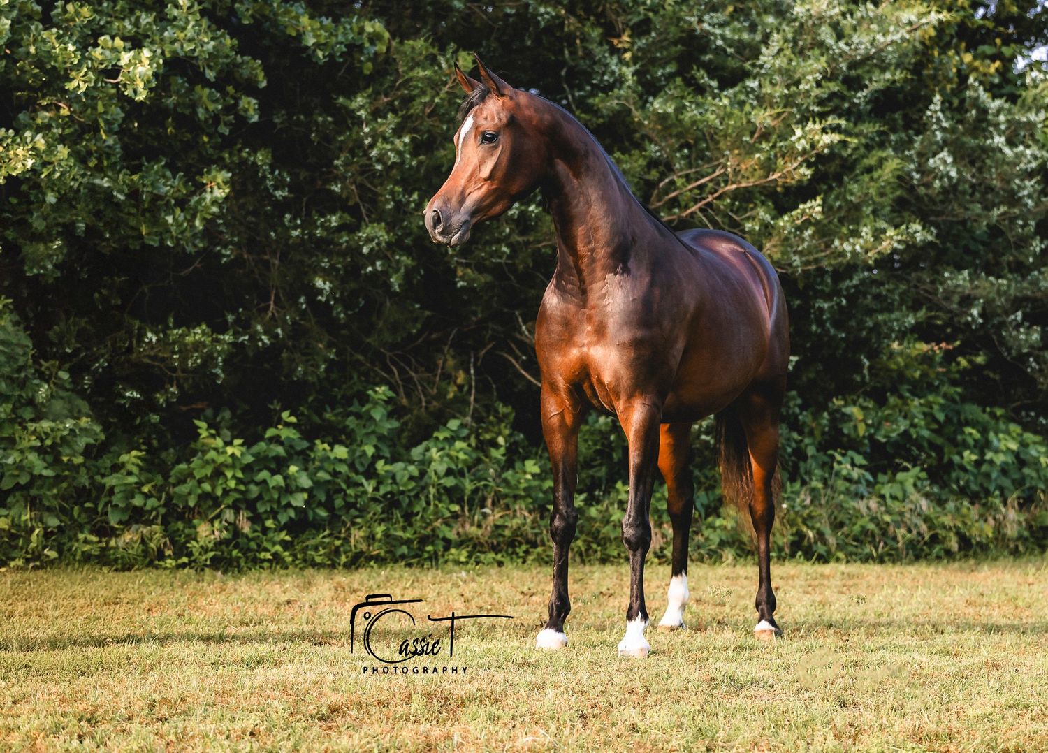 Bay Arabian mare graze peacefully in a sunny meadow surrounded by green trees.