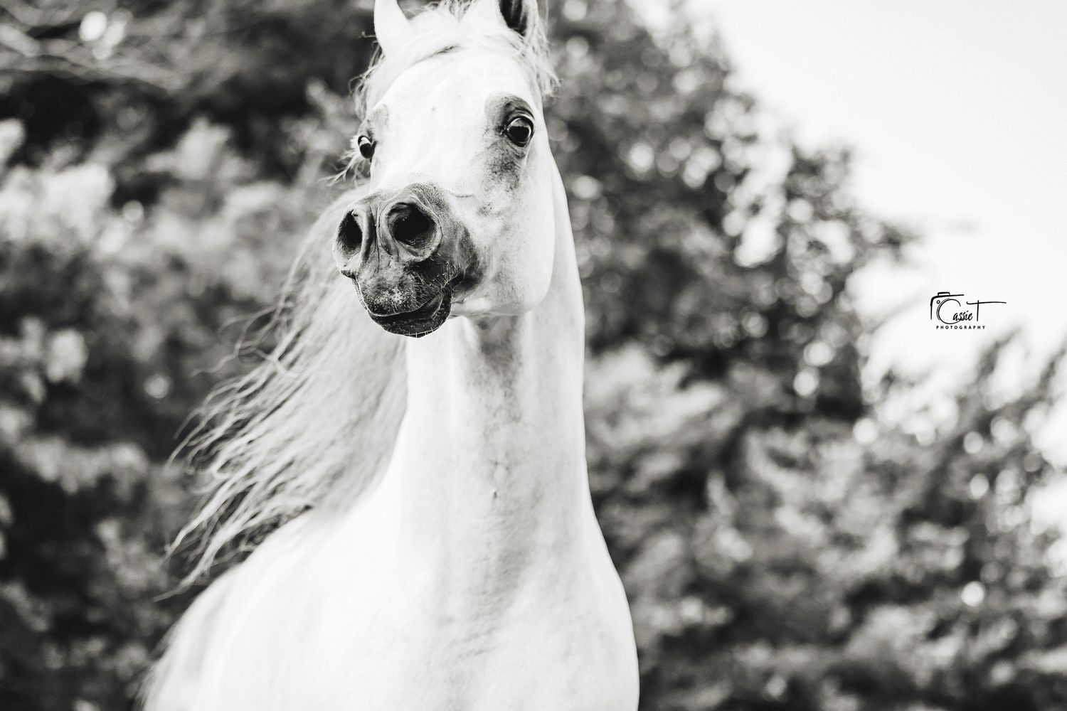 Close-up portraits of a majestic white horse with flowing mane against a black and white background. Arslan Aljassimya Arabian stallion