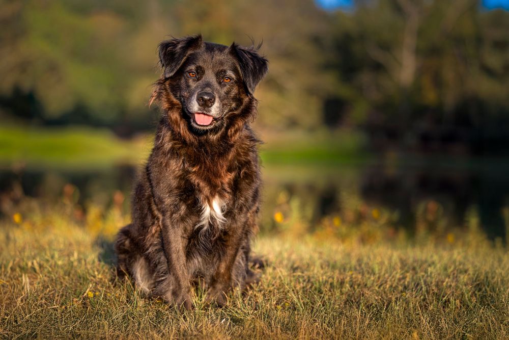 Professional pet photography