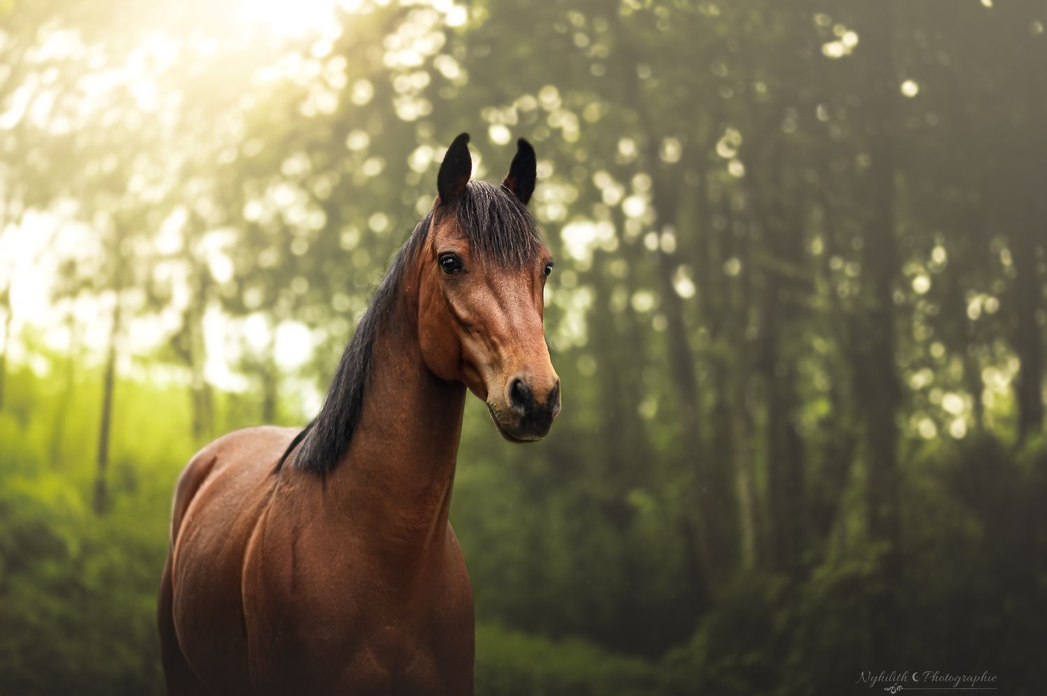 Photo cheval dans les bois – Photographe cheval en Meuse