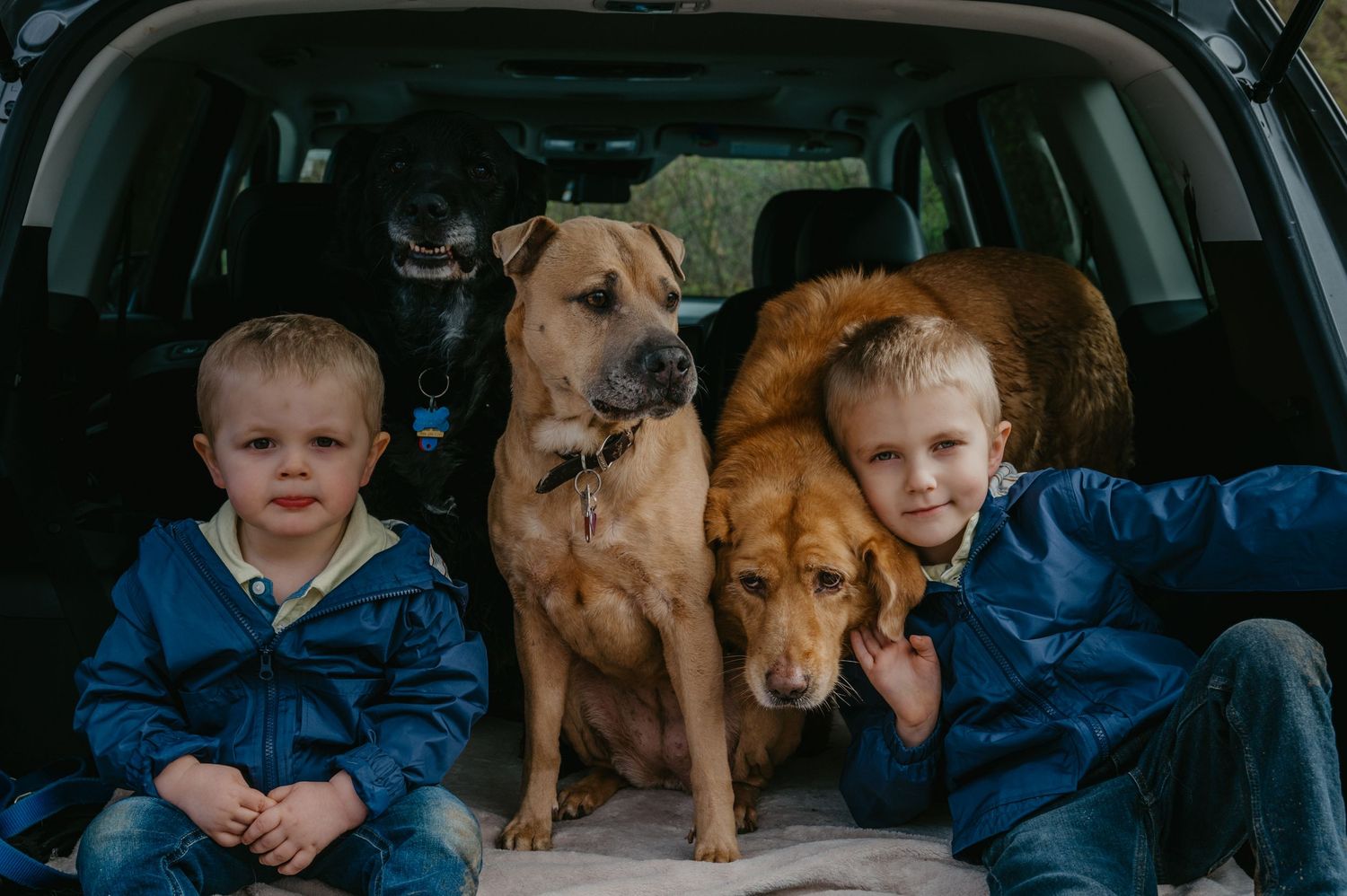 Two young boys sitting in a car trunk with three dogs during a family outing.