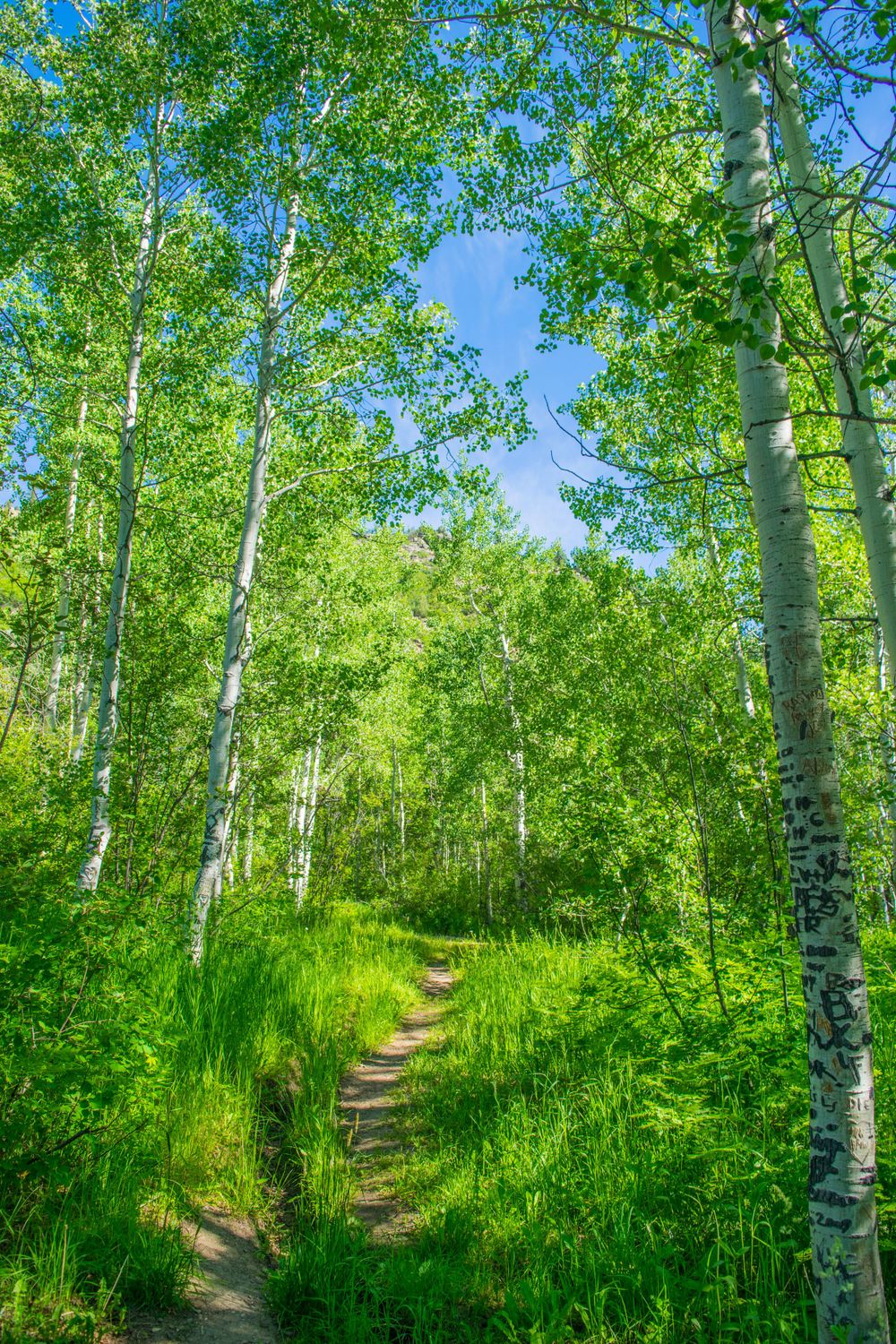 A serene trail winds through a grove of aspen trees with bright green summer foliage.