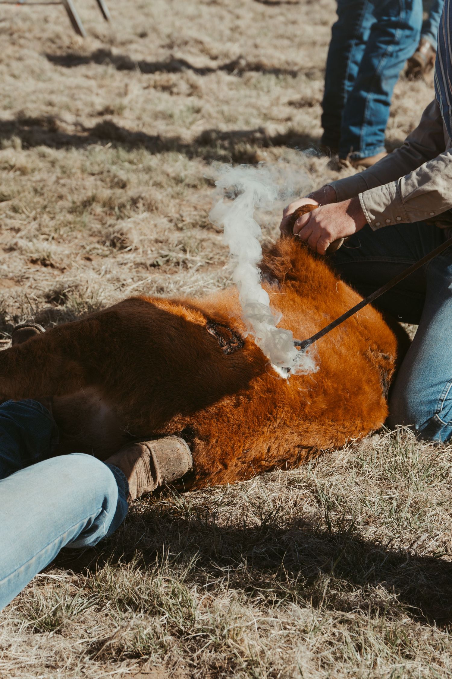 Agriculture photography services.