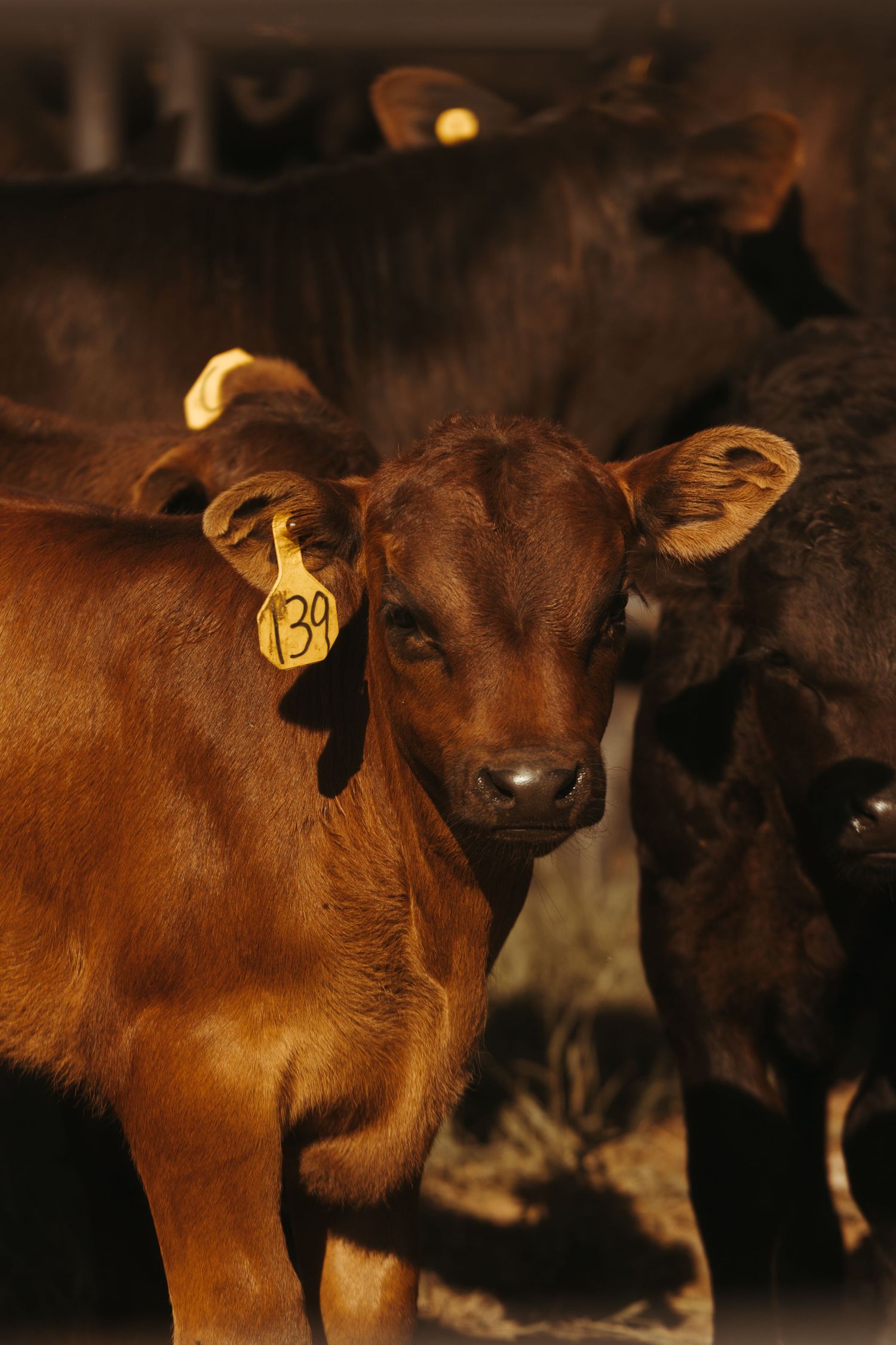 Agriculture photography services.