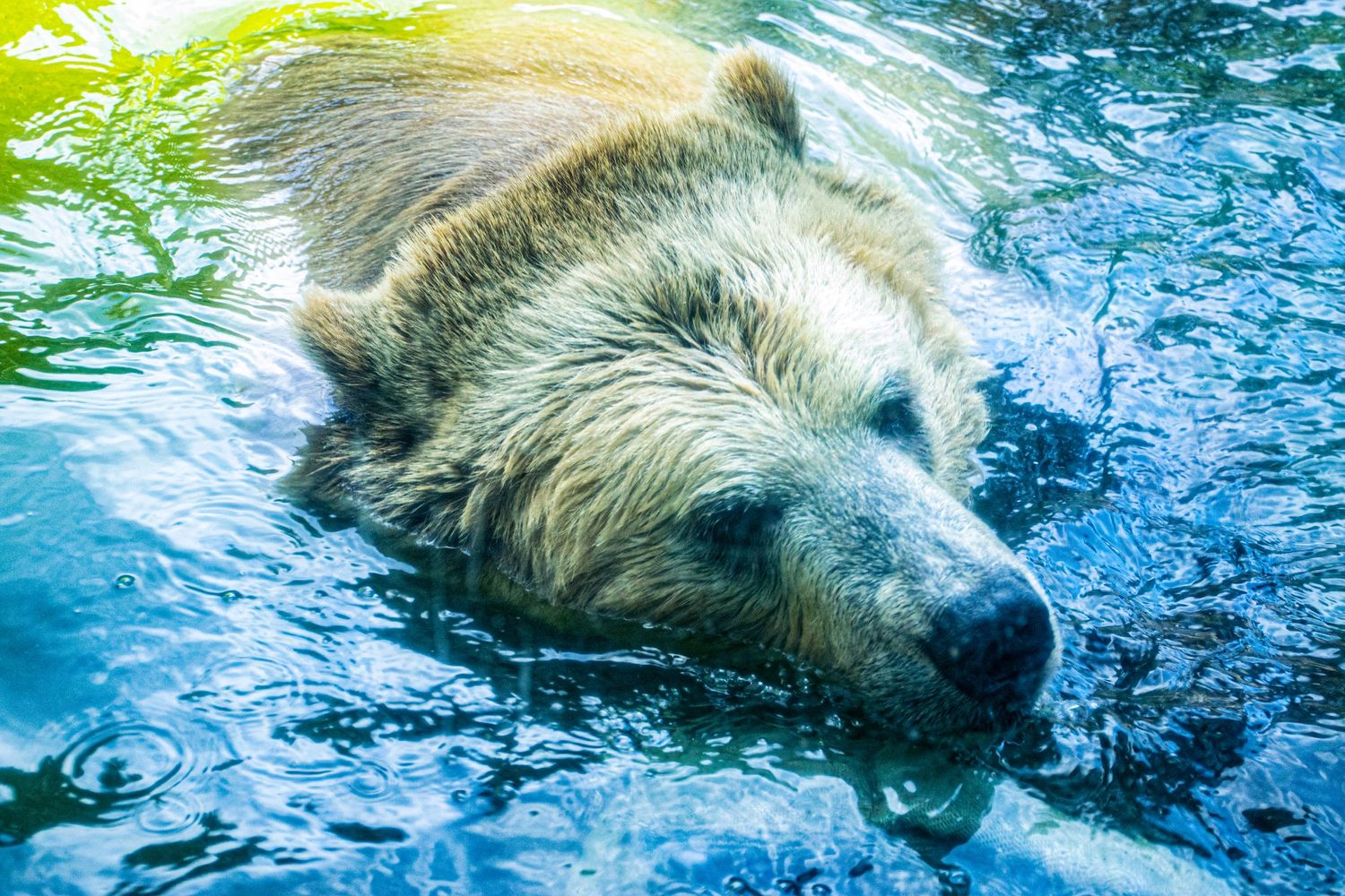 Bear swimming in blue water with wet fur glistening in sunlight.