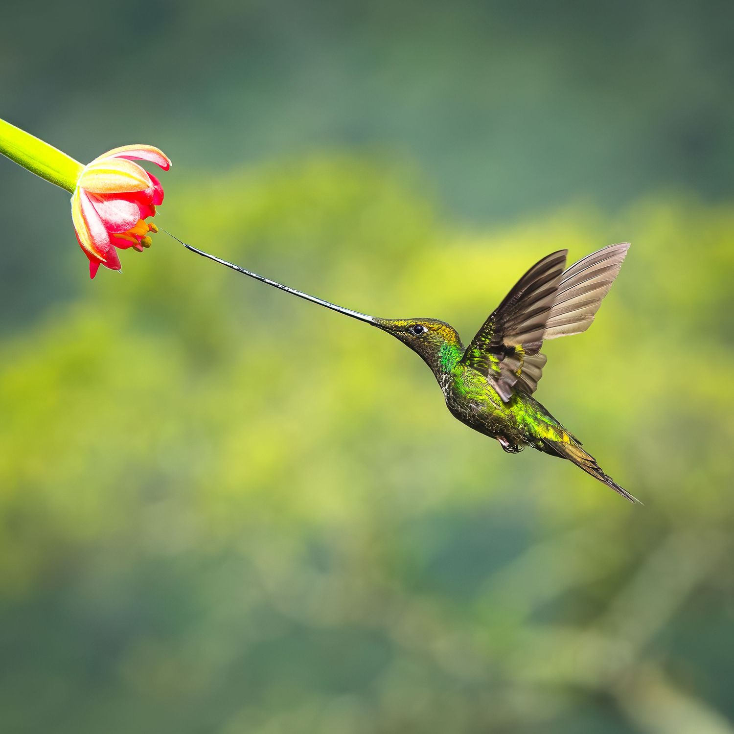 Swordbill hummingbird taking a taste of a flower in the Cloud Forest of Ecuador.