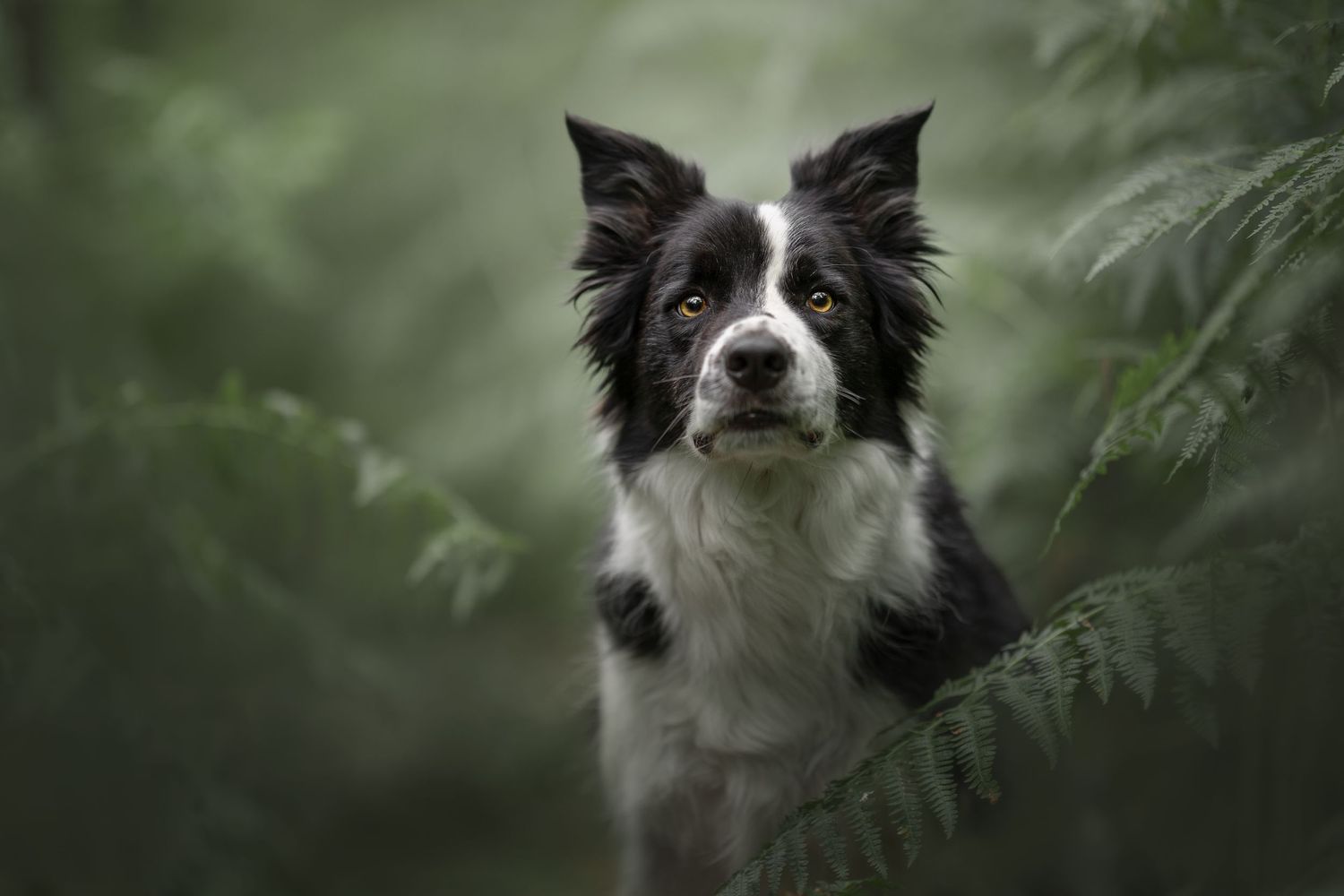 Border collies looking through green foliage in an artistic portrait.