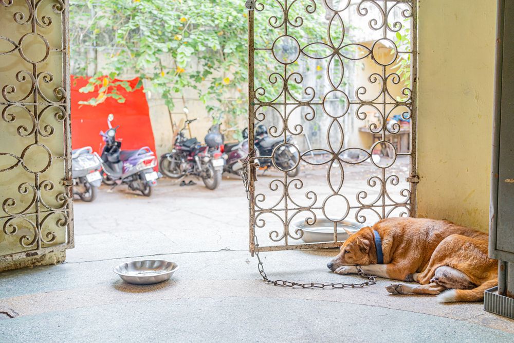 A brown dog resting by ornate metal gate with motorcycles visible outside.