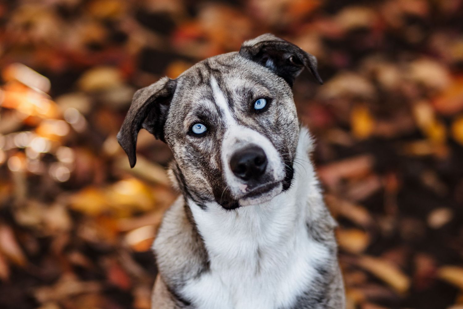 Taranaki Photographer, Taranaki Family photography, Pet Photography, New Zealand Pet Photographer, South Taranaki Photographer, Hawera,
