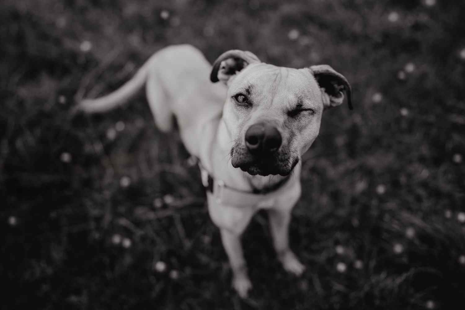 Beautiful dog during pet photoshoot in South Taranaki