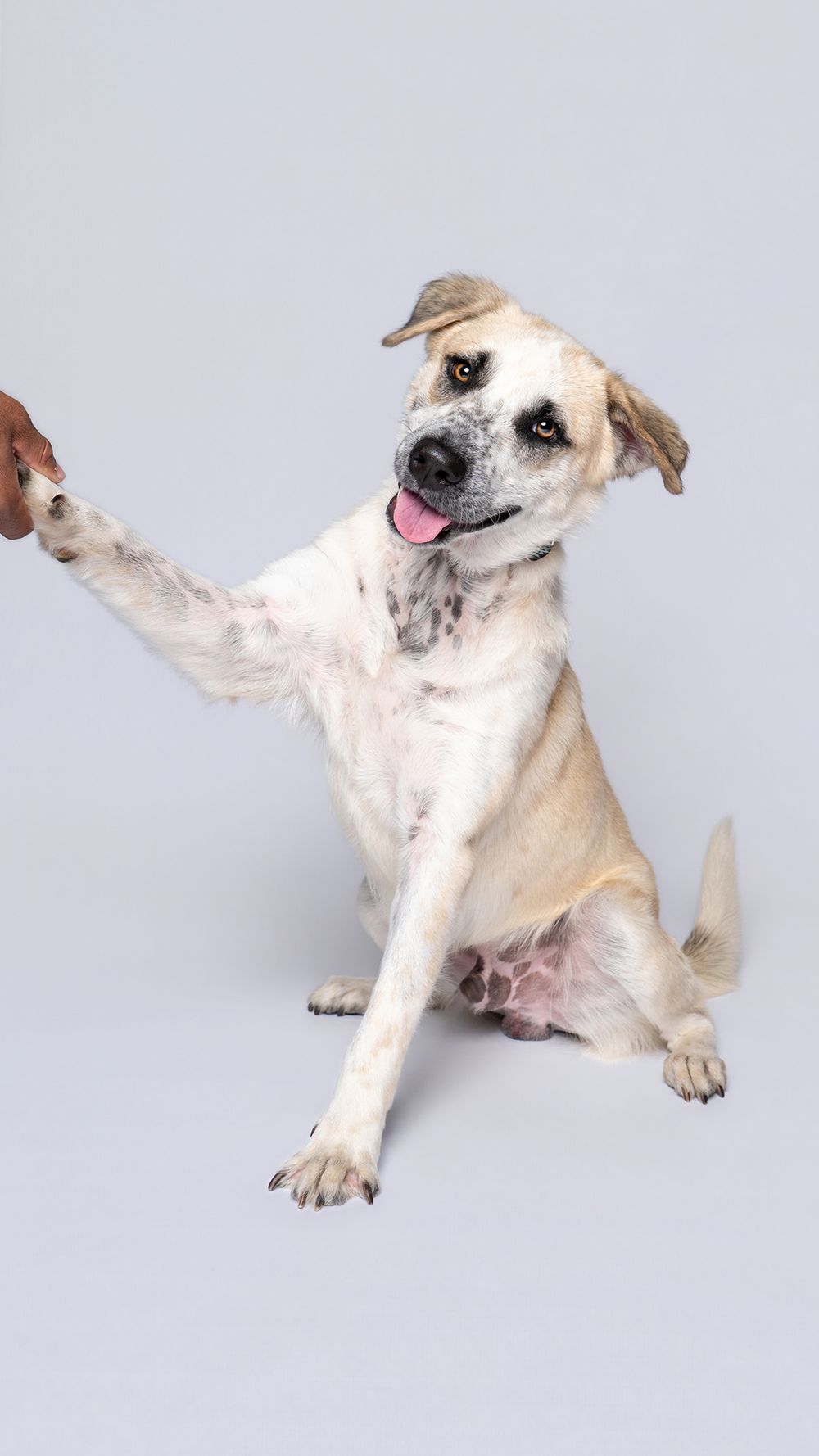 A happy dog giving a high five paw shake to a human hand against a white studio background.
