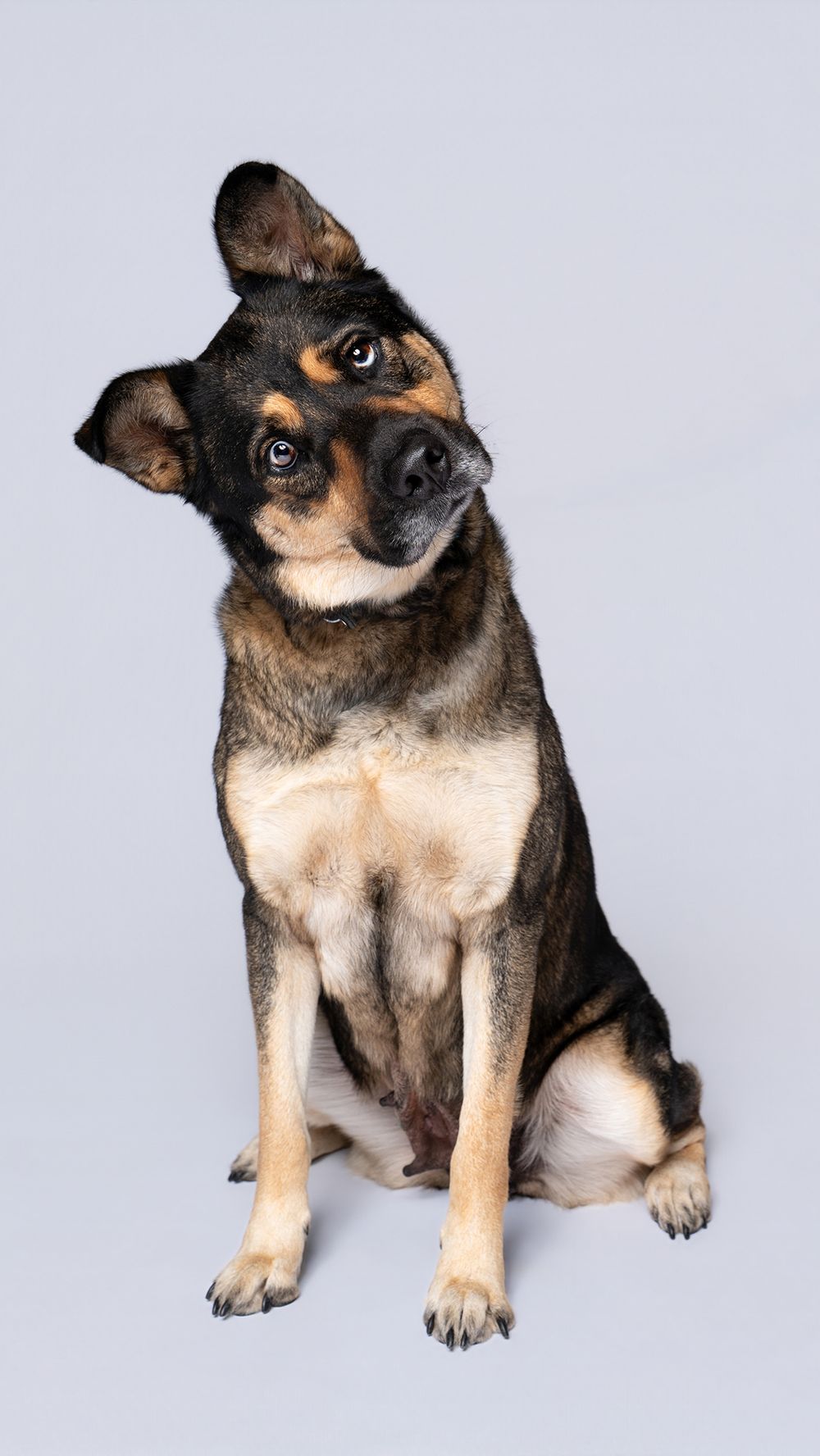 A curious black and tan mixed breed dog sits attentively with one ear raised against a gray studio background.