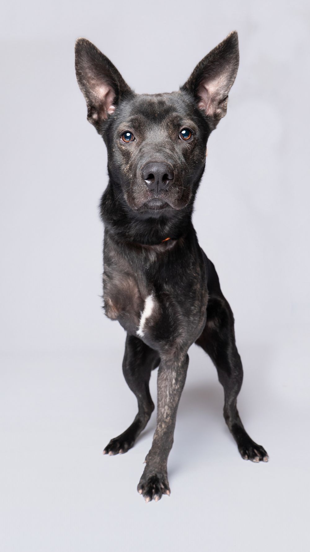 A sleek black mixed-breed dog with large ears sits attentively against a white studio background.