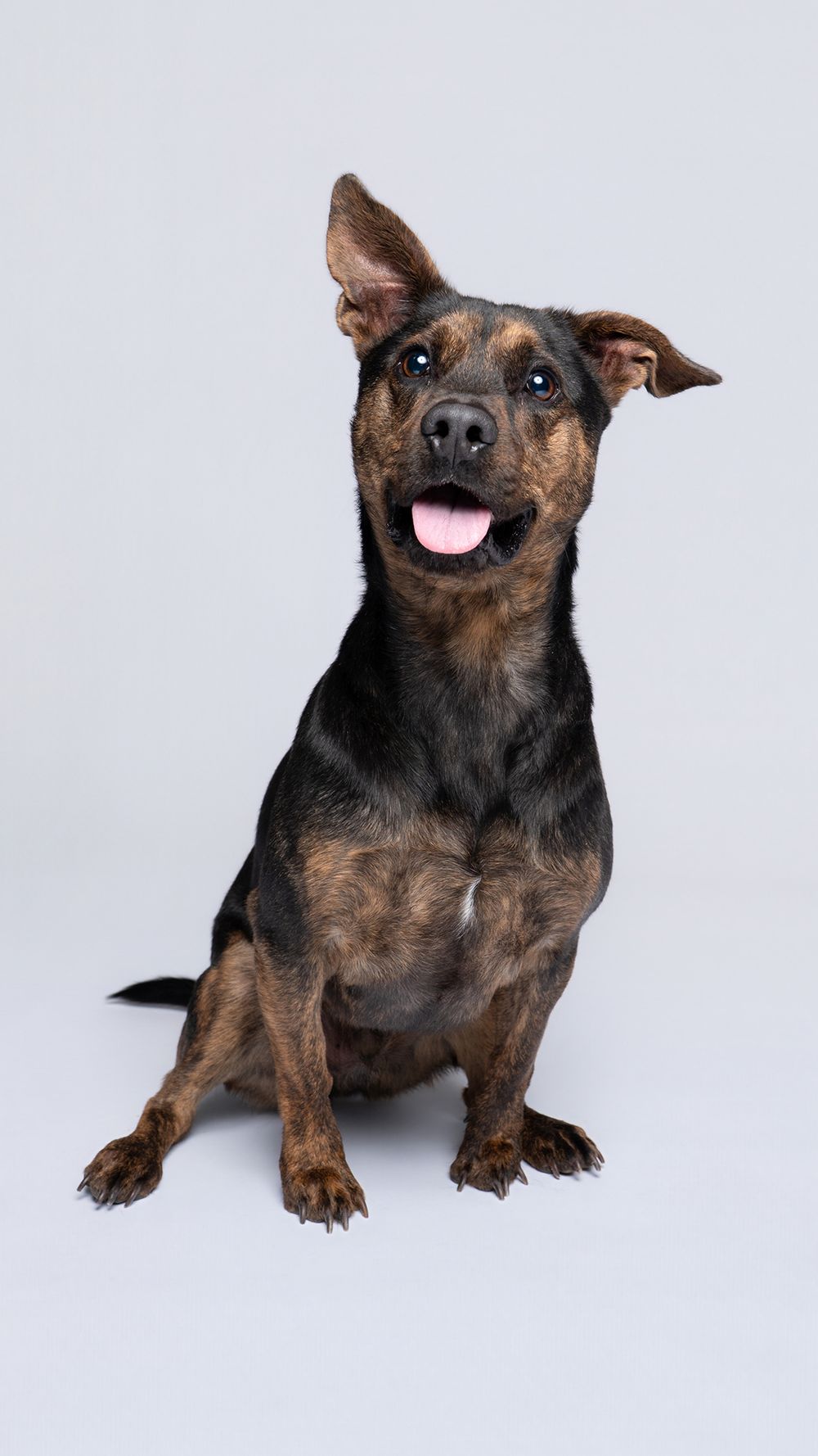 A happy brindle mixed breed dog sits with mouth open and ears perked in a professional gray studio setting.