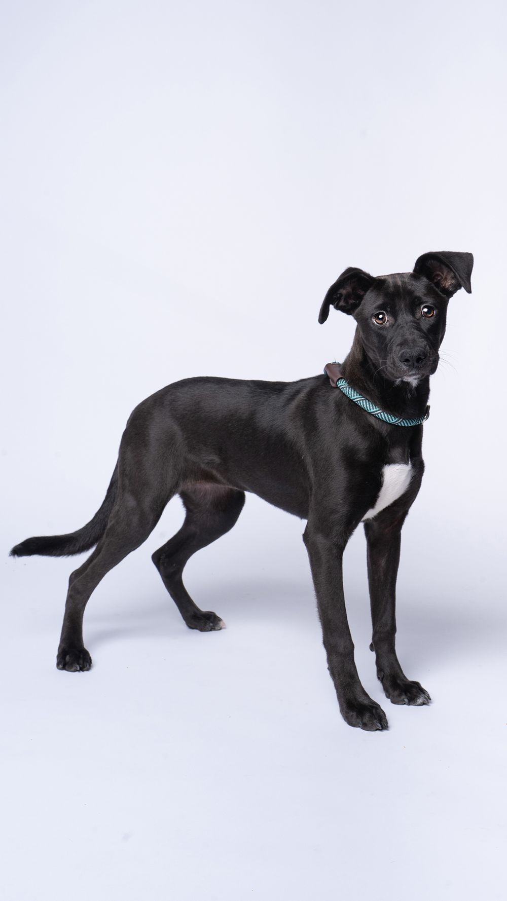 Black mixed-breed puppy wearing a teal collar stands alert on white background in professional pet portrait.