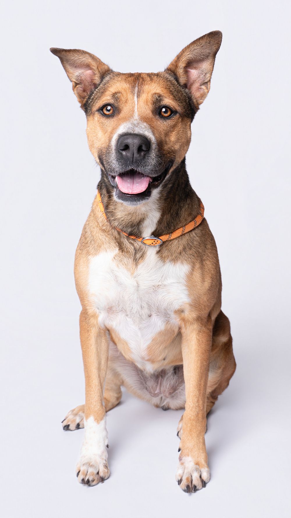 A happy brown and white mixed breed dog sitting upright, wearing an orange collar, against a white background.