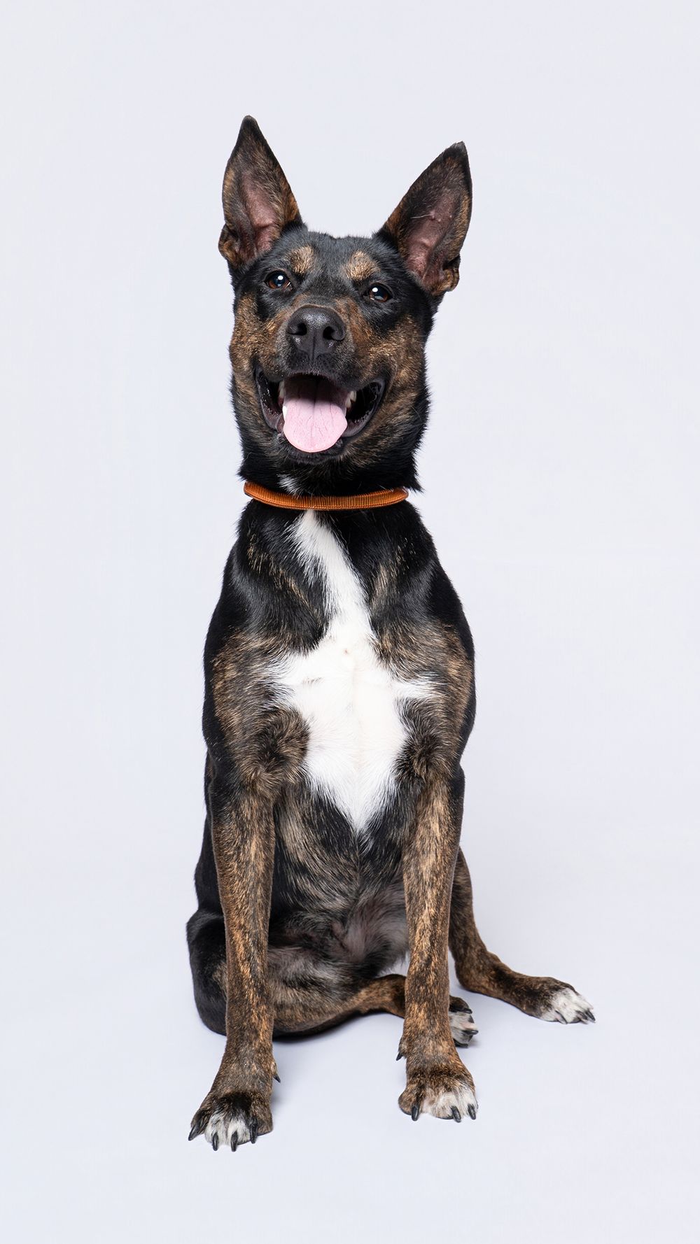 Brindle mixed breed dog sitting upright with tongue out, wearing an orange collar, against a white background.