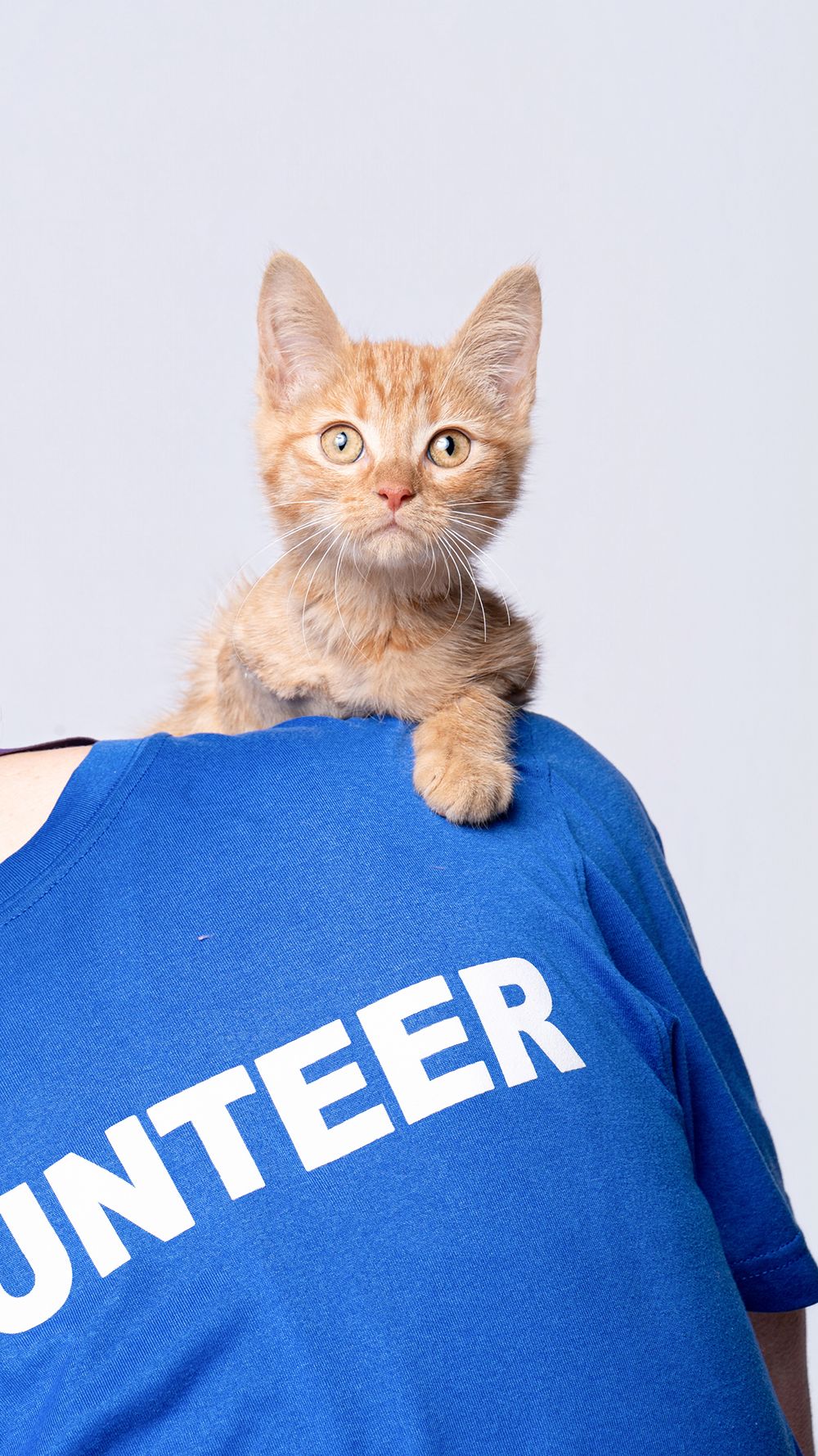 Orange tabby kitten perched on shoulder of person wearing blue volunteer t-shirt against white background.