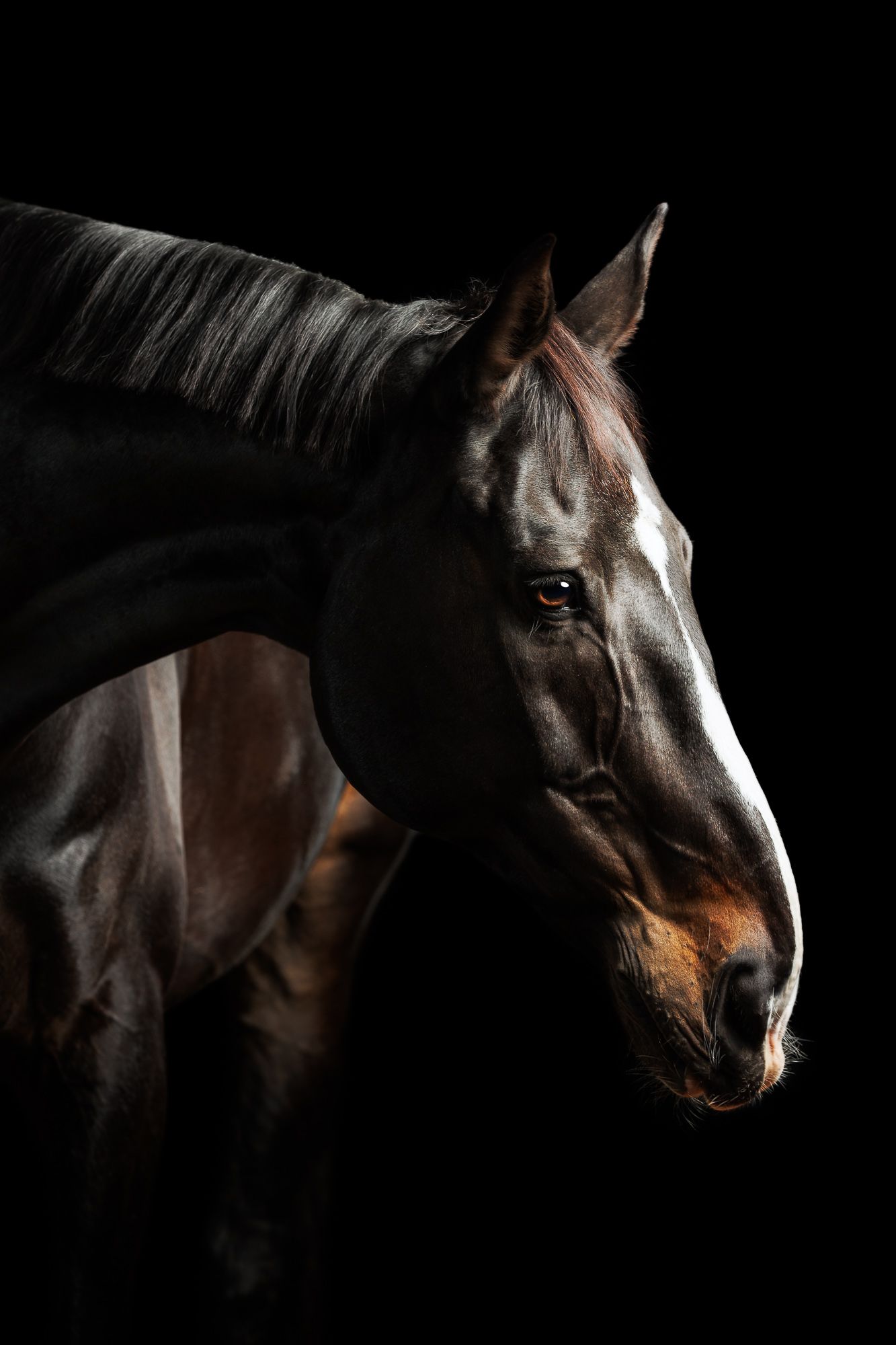 Hest på sort baggrund med dramatisk belysning