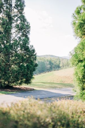 A scenic rural driveway lined with tall evergreen trees, leading to rolling green hills under a bright sky.