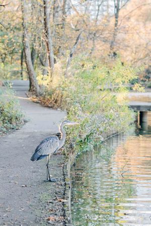 A great blue heron stands beside a calm reflective canal path surrounded by autumn foliage in a peaceful park setting.