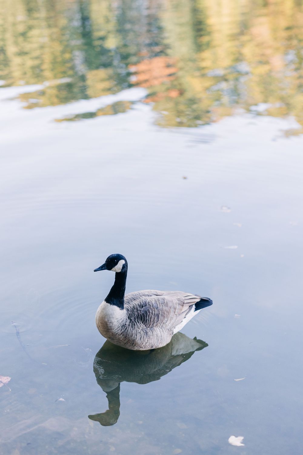 A Canada goose swimming on a calm reflective pond with colorful autumn tree reflections in the water.