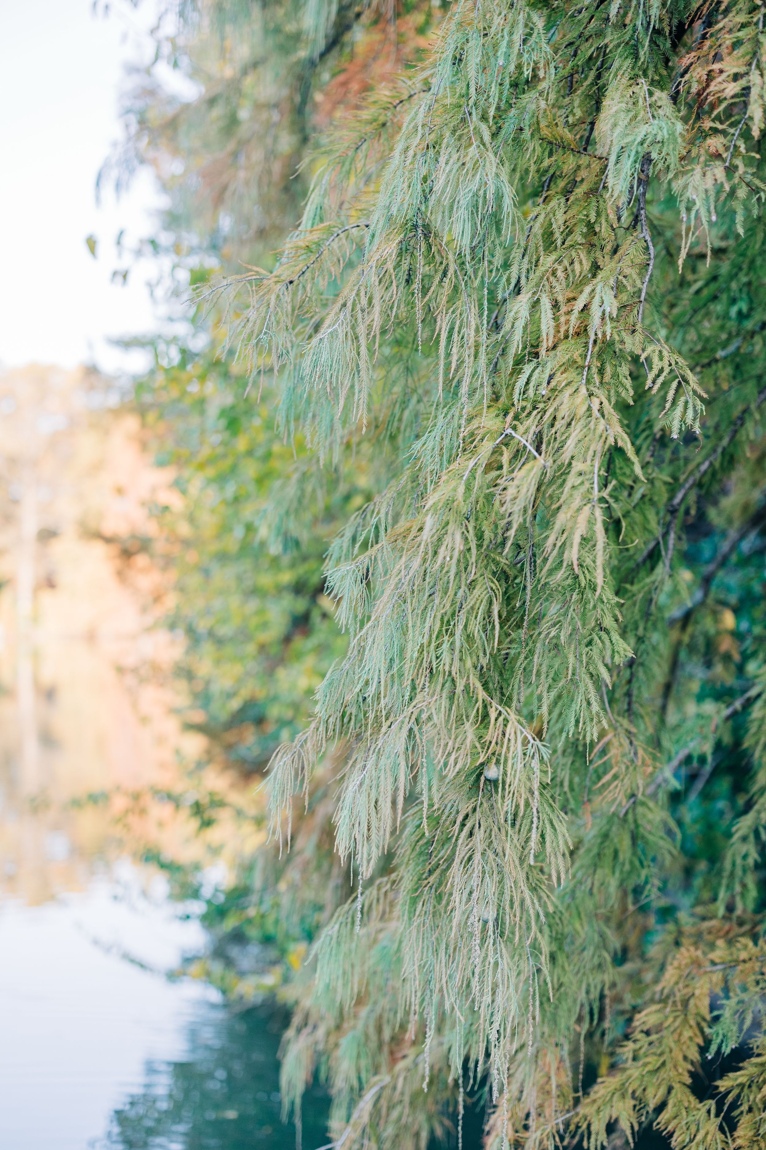 Delicate weeping evergreen branches drape gracefully beside a serene reflective pond surrounded by autumn foliage.