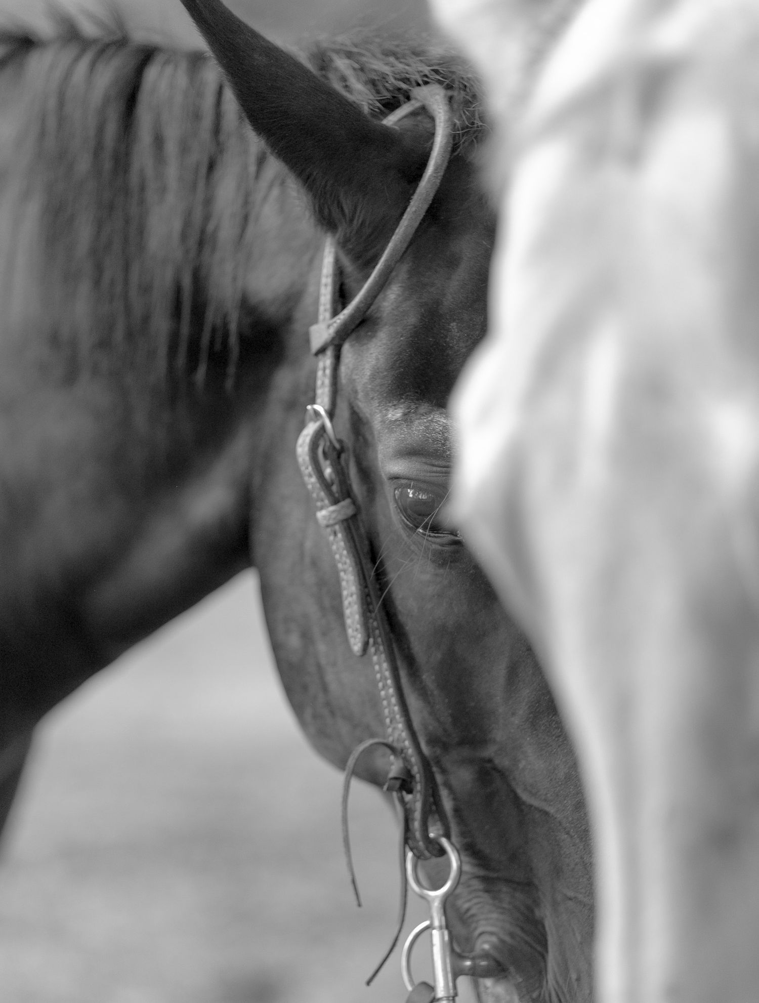 Black and white close-up portrait of a dark horse wearing a leather bridle.