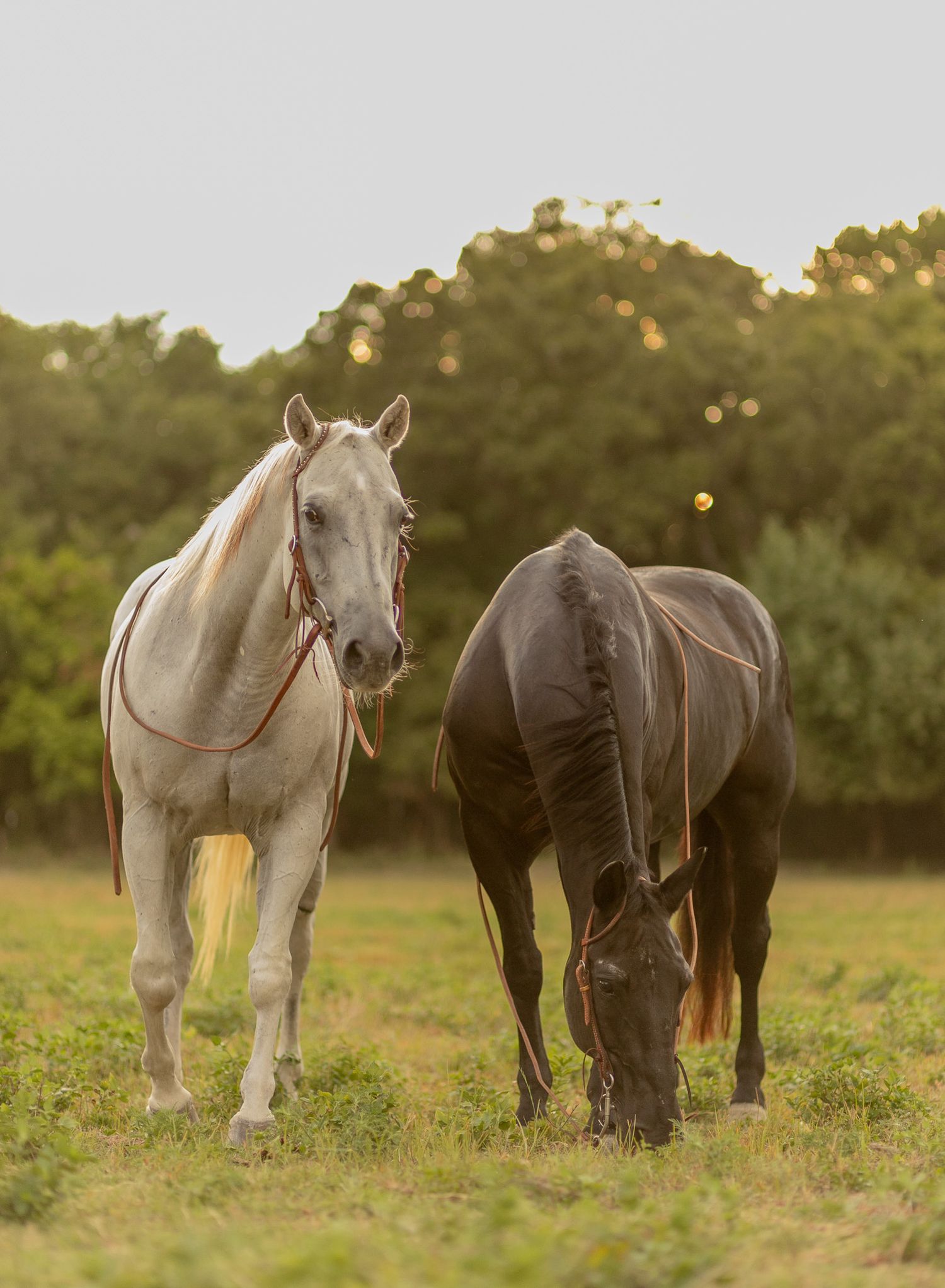 White and dark brown horses grazing together in a sunlit field at golden hour.