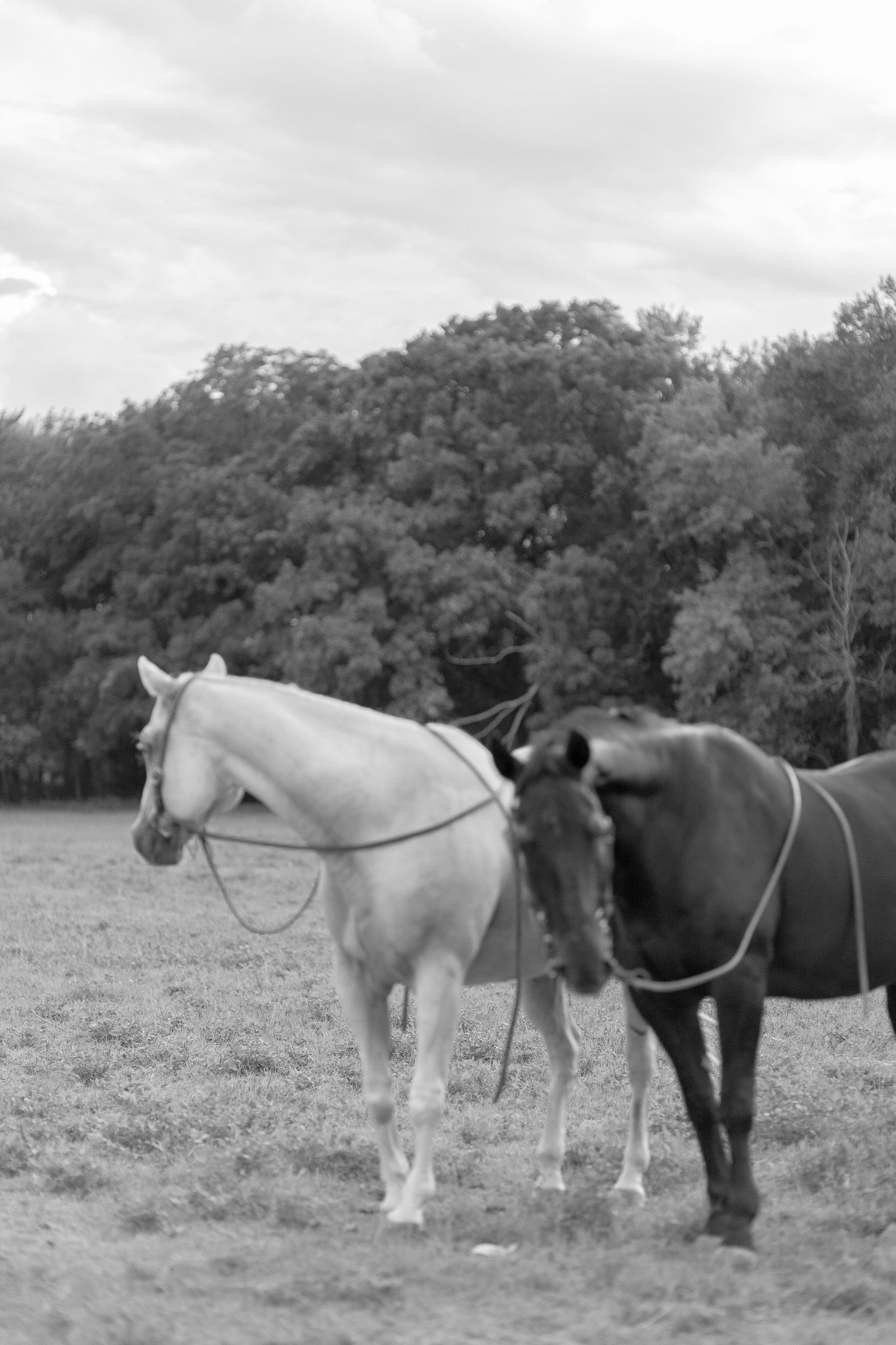Black and white photo of two horses standing together in an open field with trees.