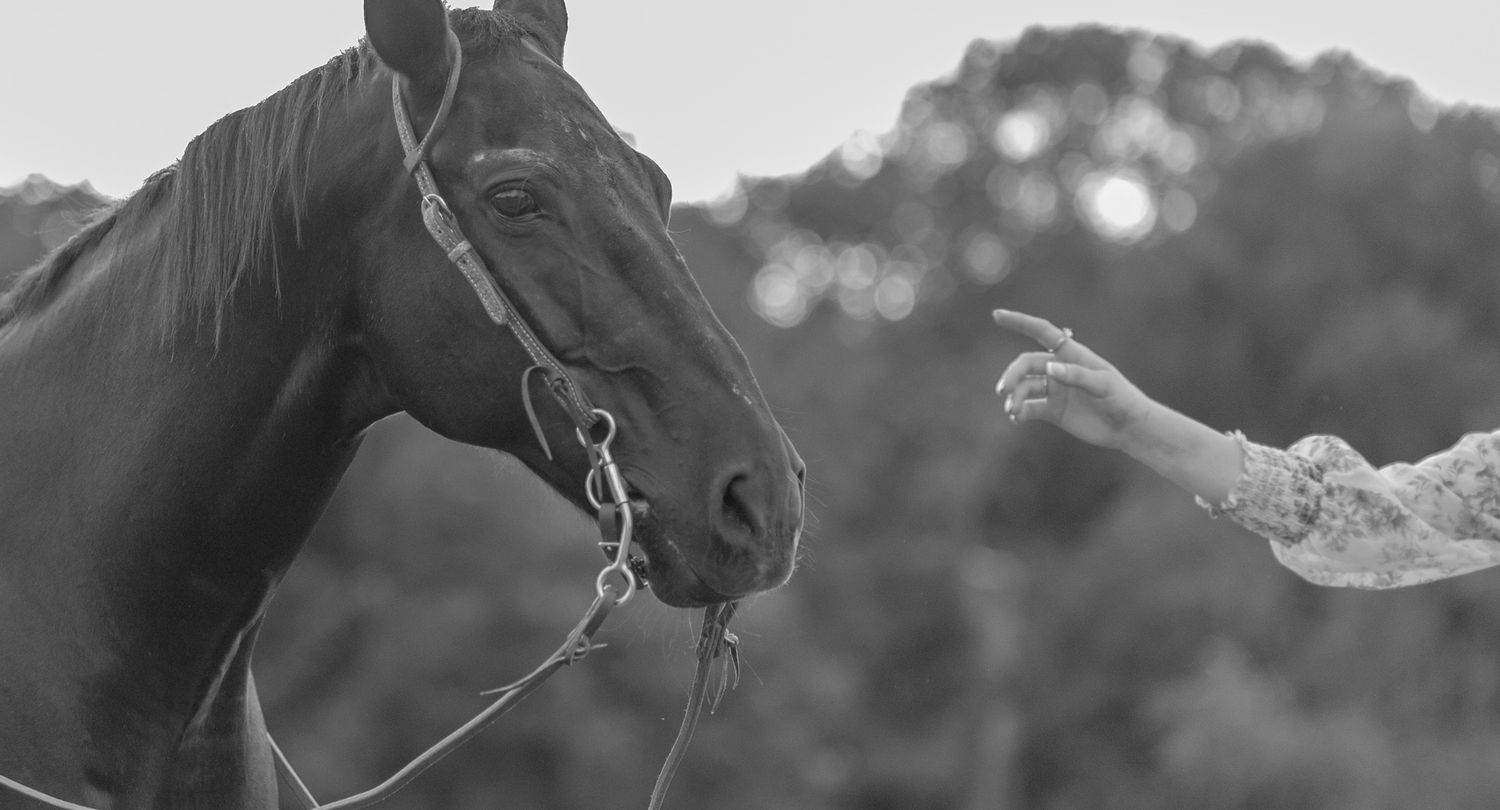 Black and white image of a hand reaching toward a dark horse wearing a bridle.
