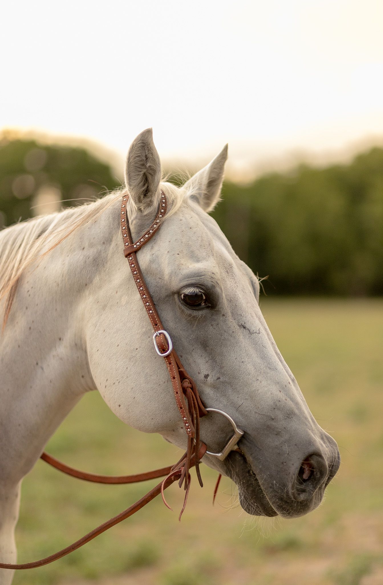 Close-up portrait of a white horse wearing a brown leather bridle in a field.