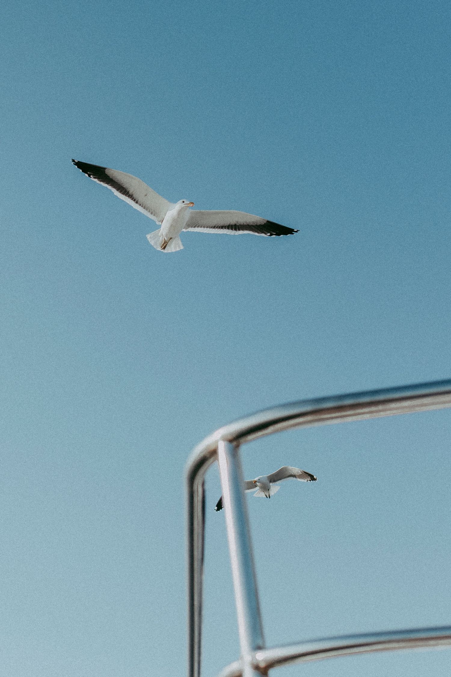 Seagulls flying along the Atlantic coast near Walvis Bay, Namibia