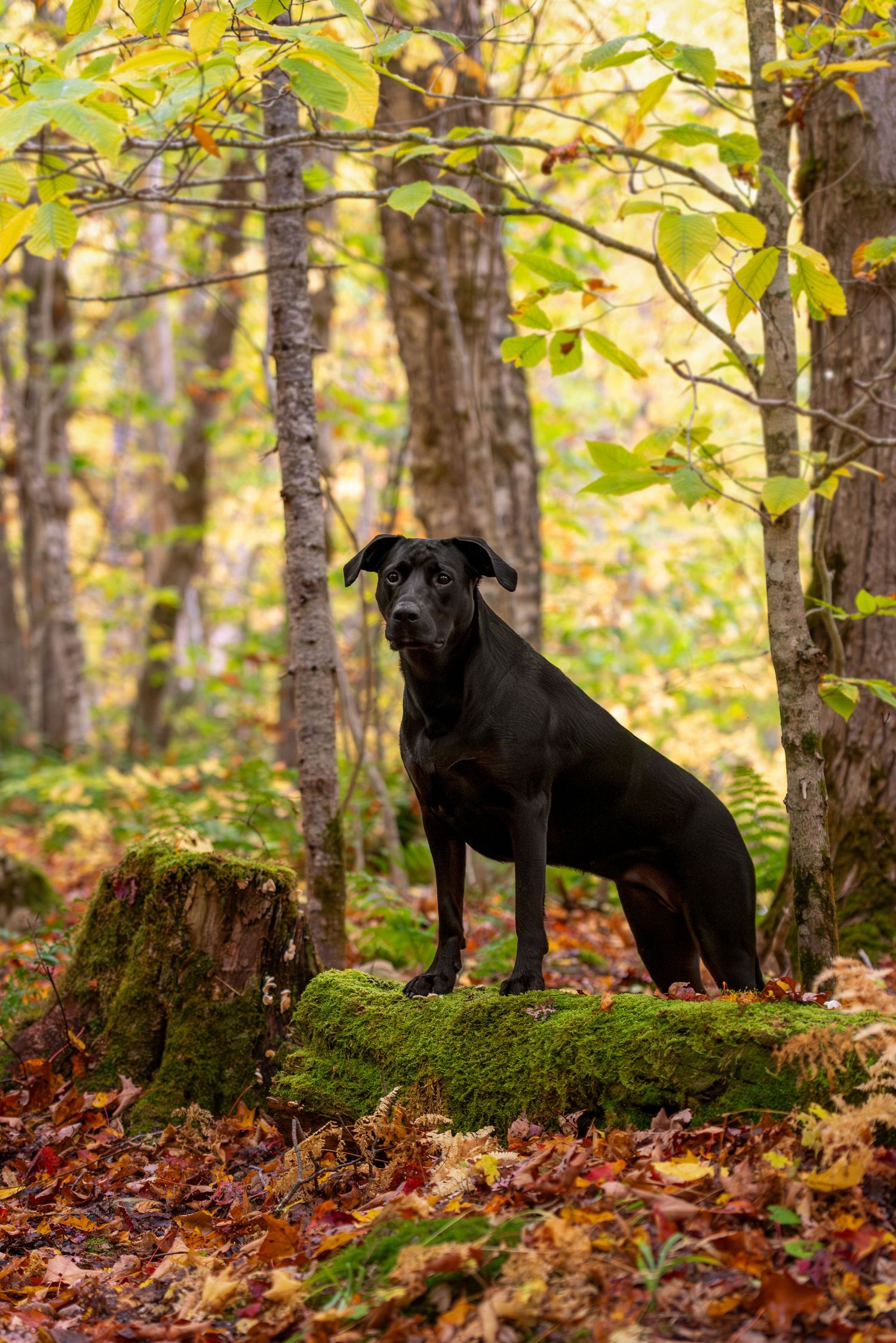Dog photographed among colorful autumn foliage by Blue Merle Photography