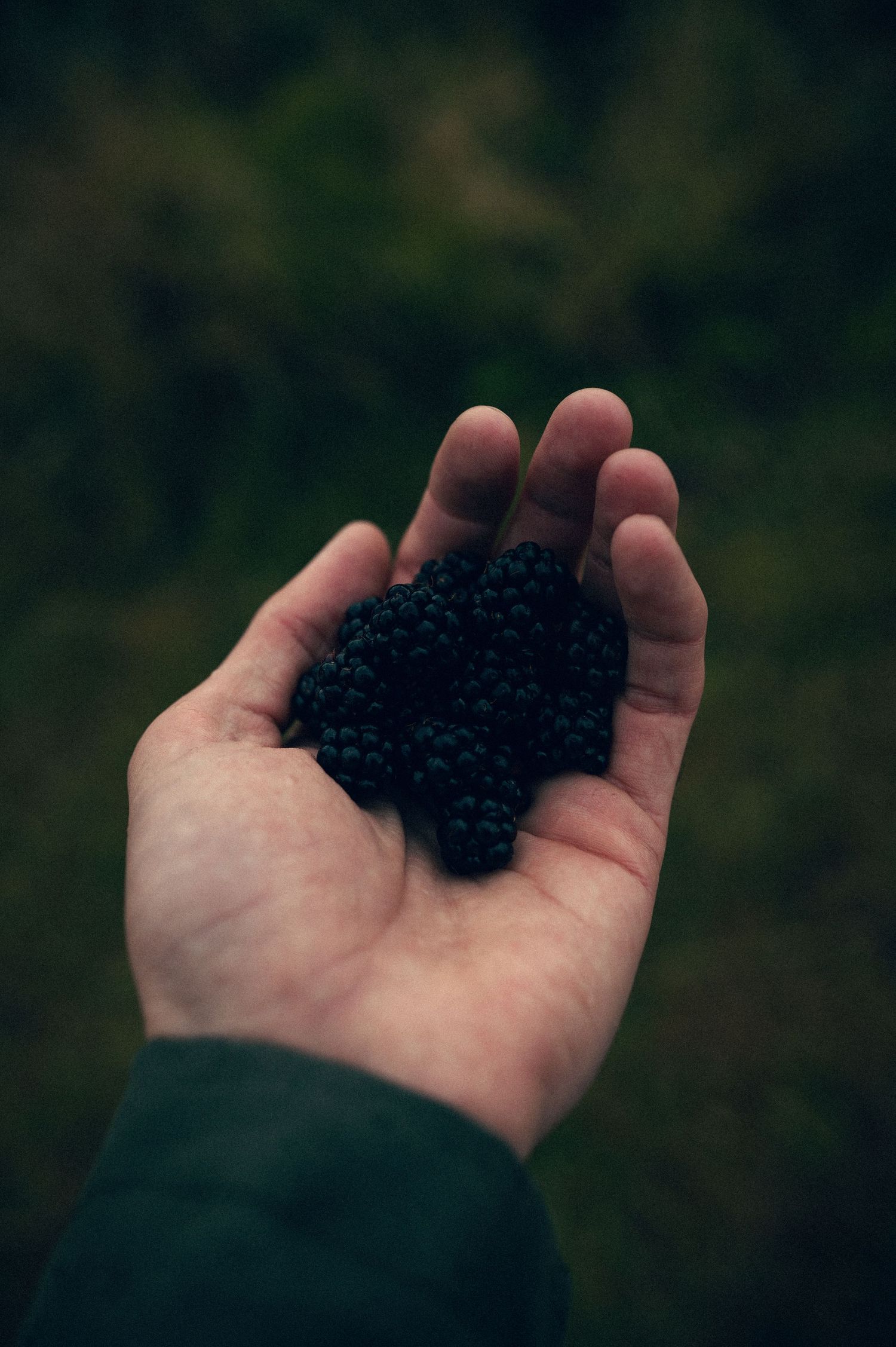 A hand holding a pile of fresh dark blackberries against a blurred green natural background. Oregon Coast Road Trip Travel Photography