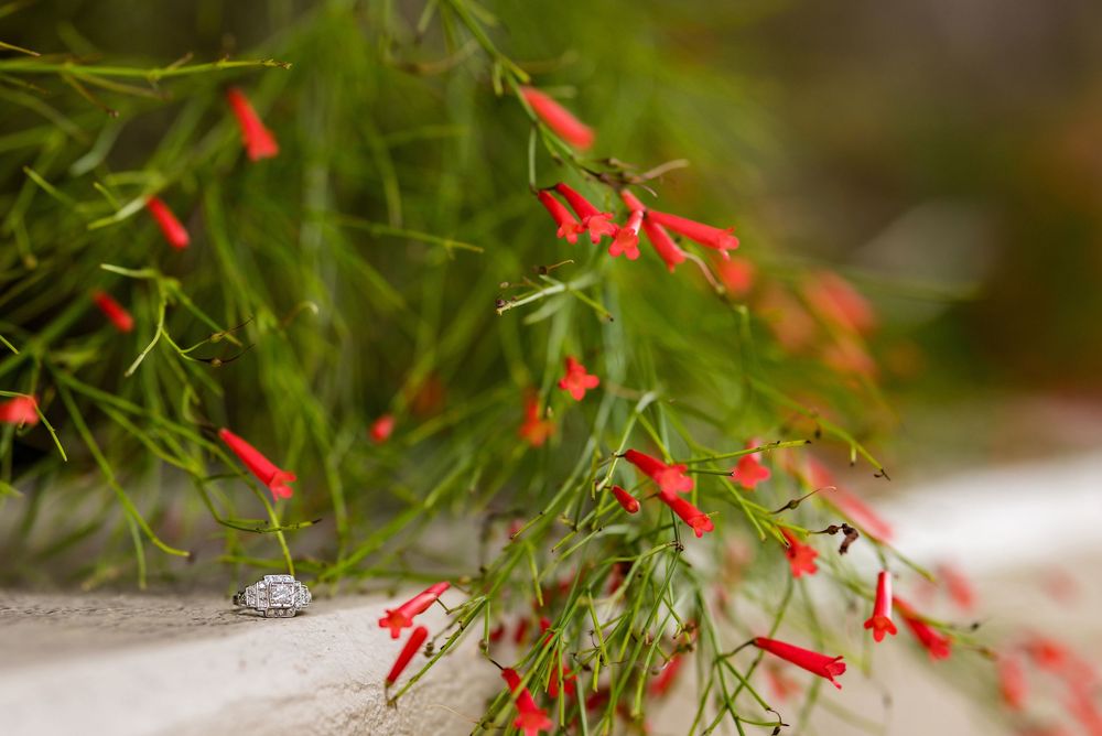 Red tubular flowers on green feathery stems cascade over a stone ledge with a small snail resting nearby.