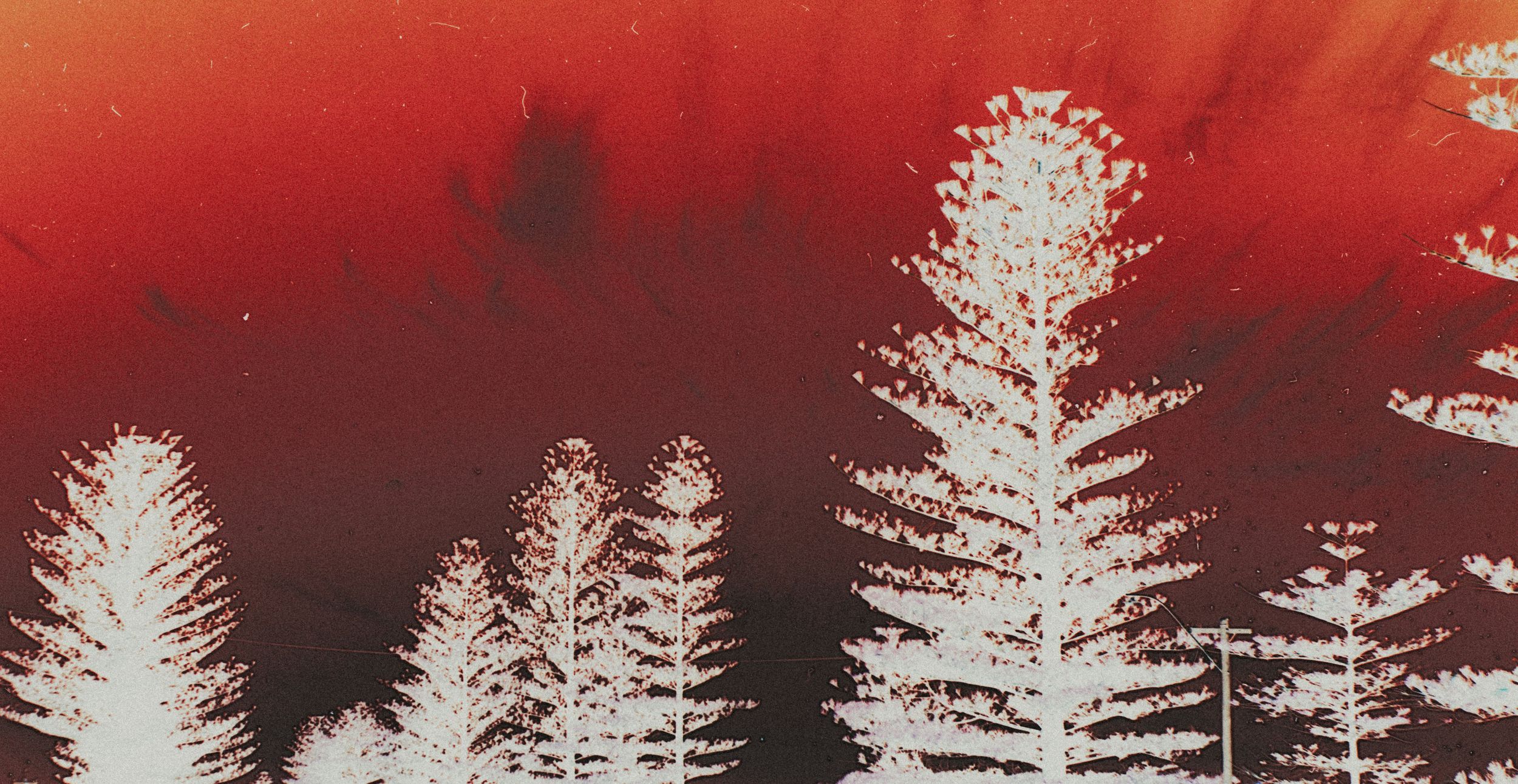 Surreal infrared photograph of white pine trees silhouetted against a dramatic deep red sky.