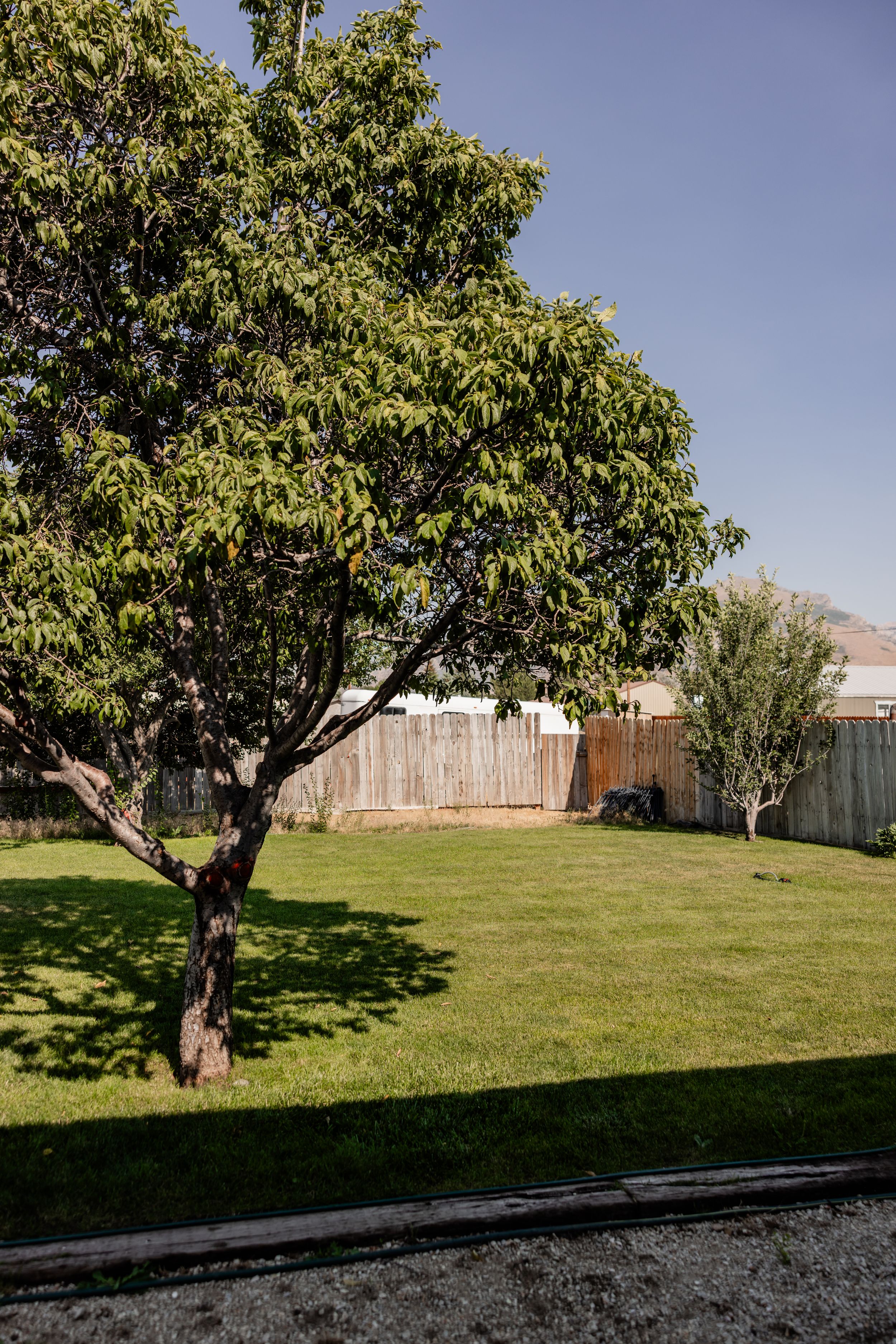 Lush backyard with a large green tree casting shadows on well-maintained grass, wooden fence, and clear blue sky.