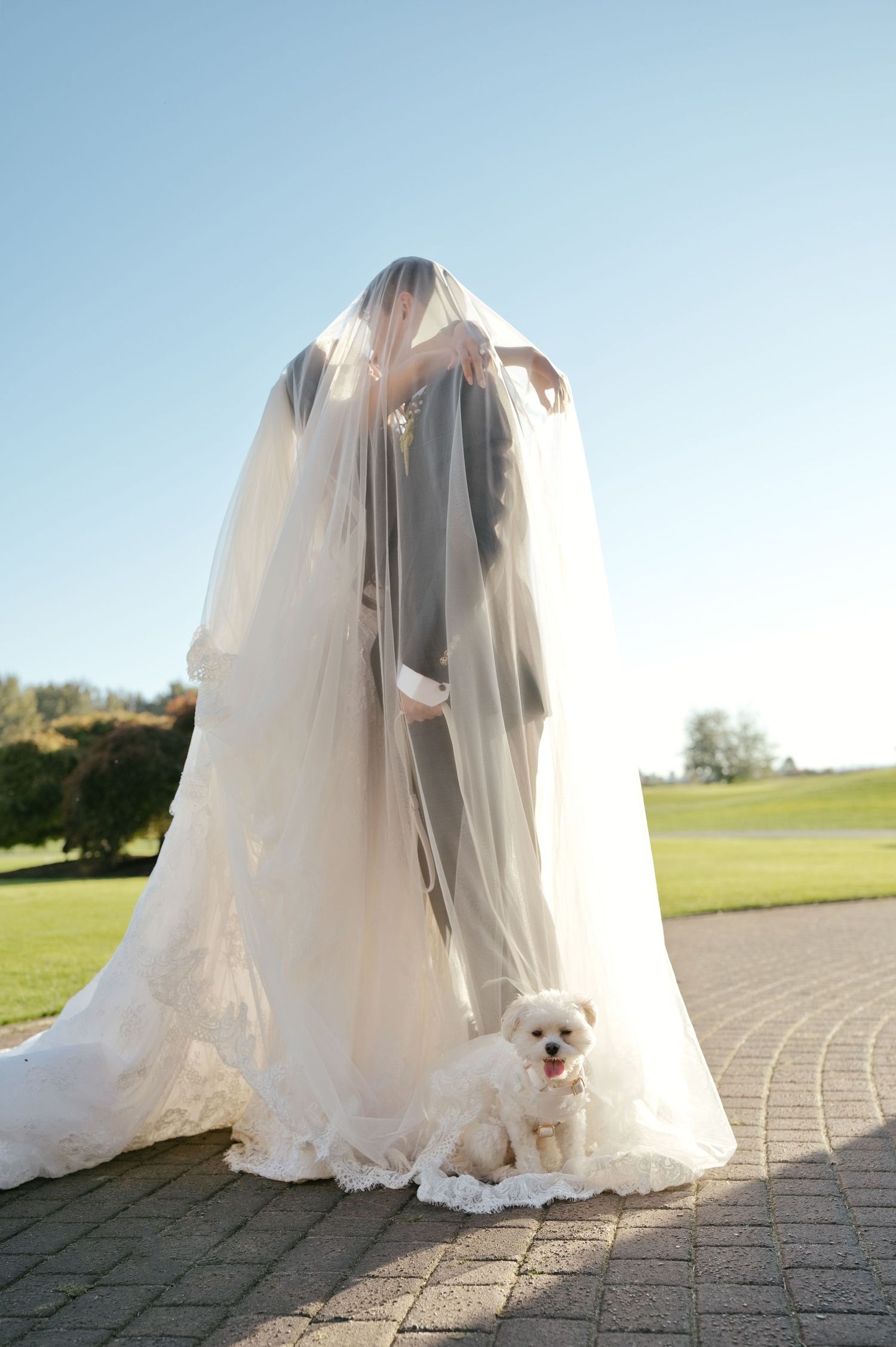 A couple stands under a long sheer wedding veil on a brick path, with a small white dog at their feet and a golf course behind.