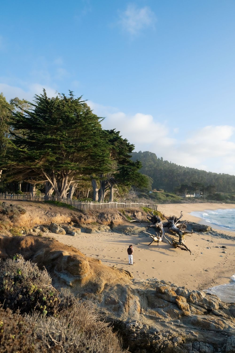 Lone person walks on a sandy beach lined with windswept cypress trees, driftwood and rocky outcrops beside gentle waves under a blue sky.