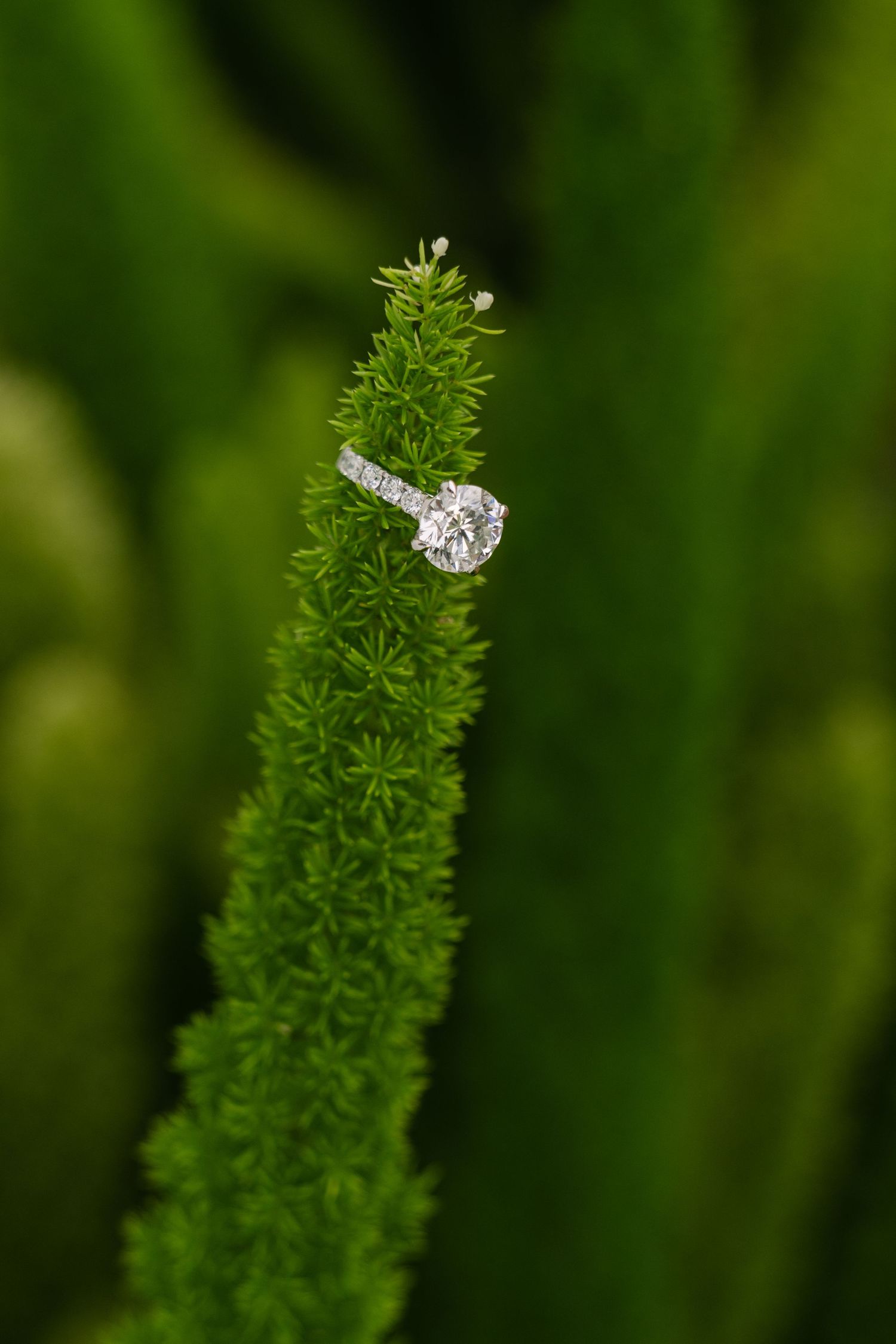 Diamond engagement ring resting on green foliage during a Jekyll Island engagement photography session.