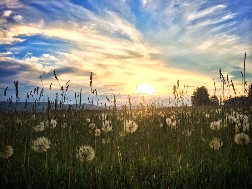 A stunning sunset over a field of dandelions and wild grass with dramatic clouds illuminating the sky.