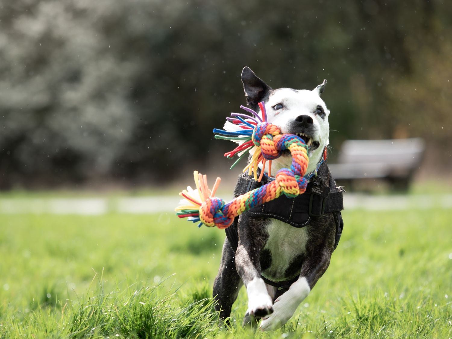 Black and white dog running across a green grassy field while carrying a colorful rainbow rope toy in its mouth.