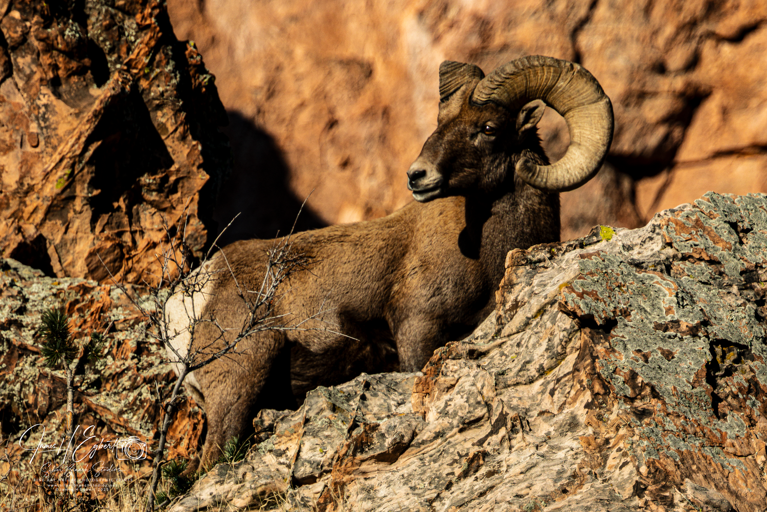 James Egbert's Wildlife GalleryBig Horn Sheep