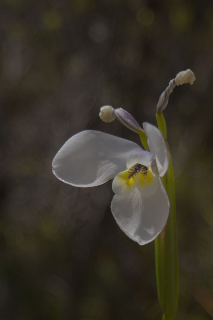 Delicate white iris flower with yellow center blooming against a soft dark green background.