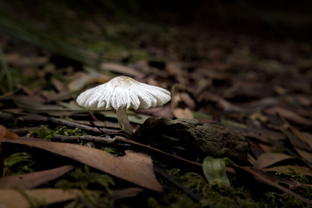 A delicate white mushroom with gills visible grows among fallen brown leaves on a dark forest floor.